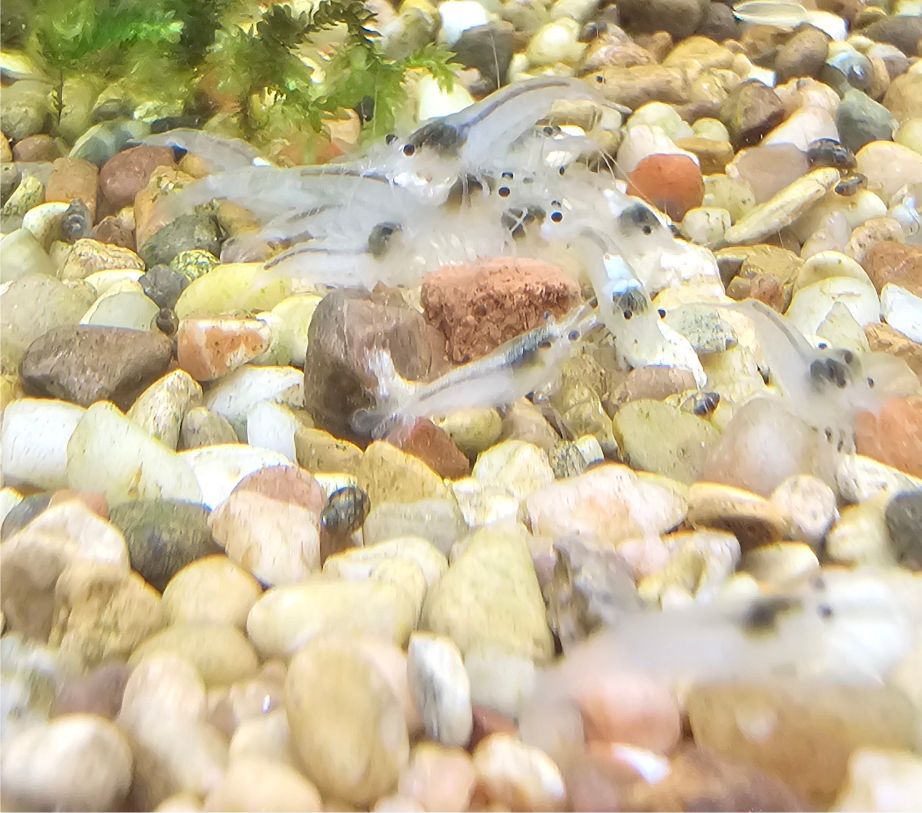 Snowball Neocaridina Shrimp 10+1