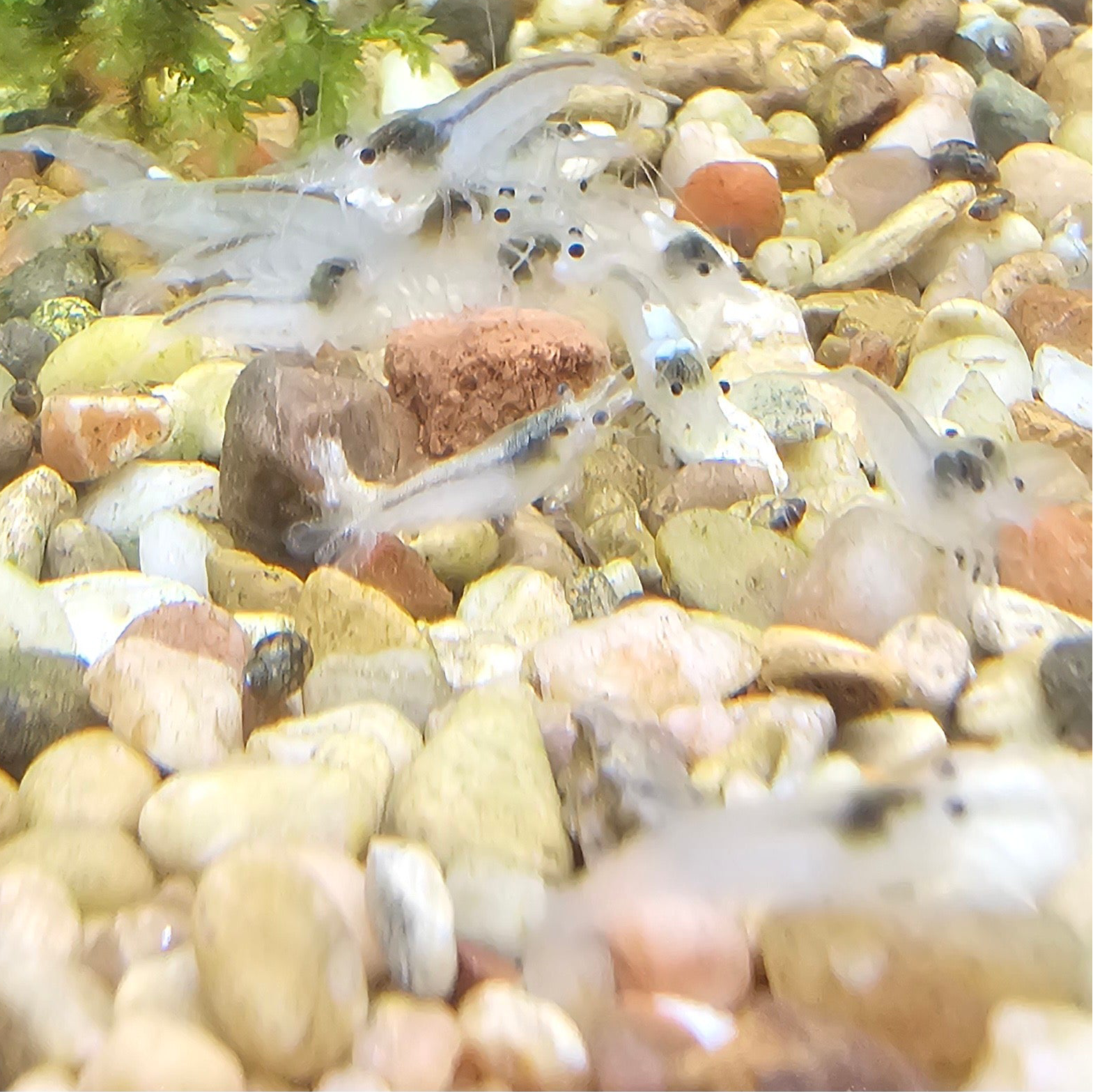 Snowball Neocaridina Shrimp 20+2