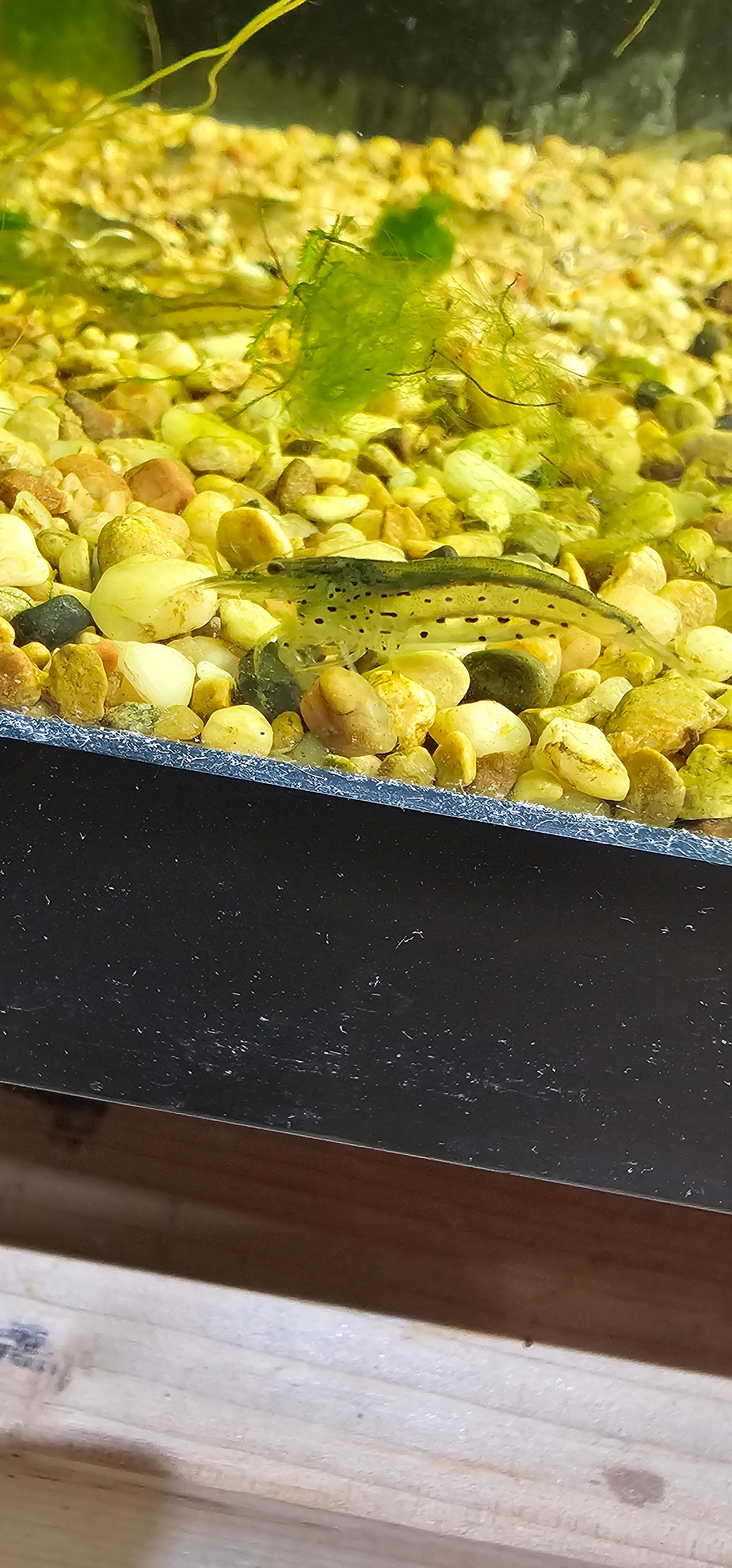 Fresh Look at Amano Shrimp