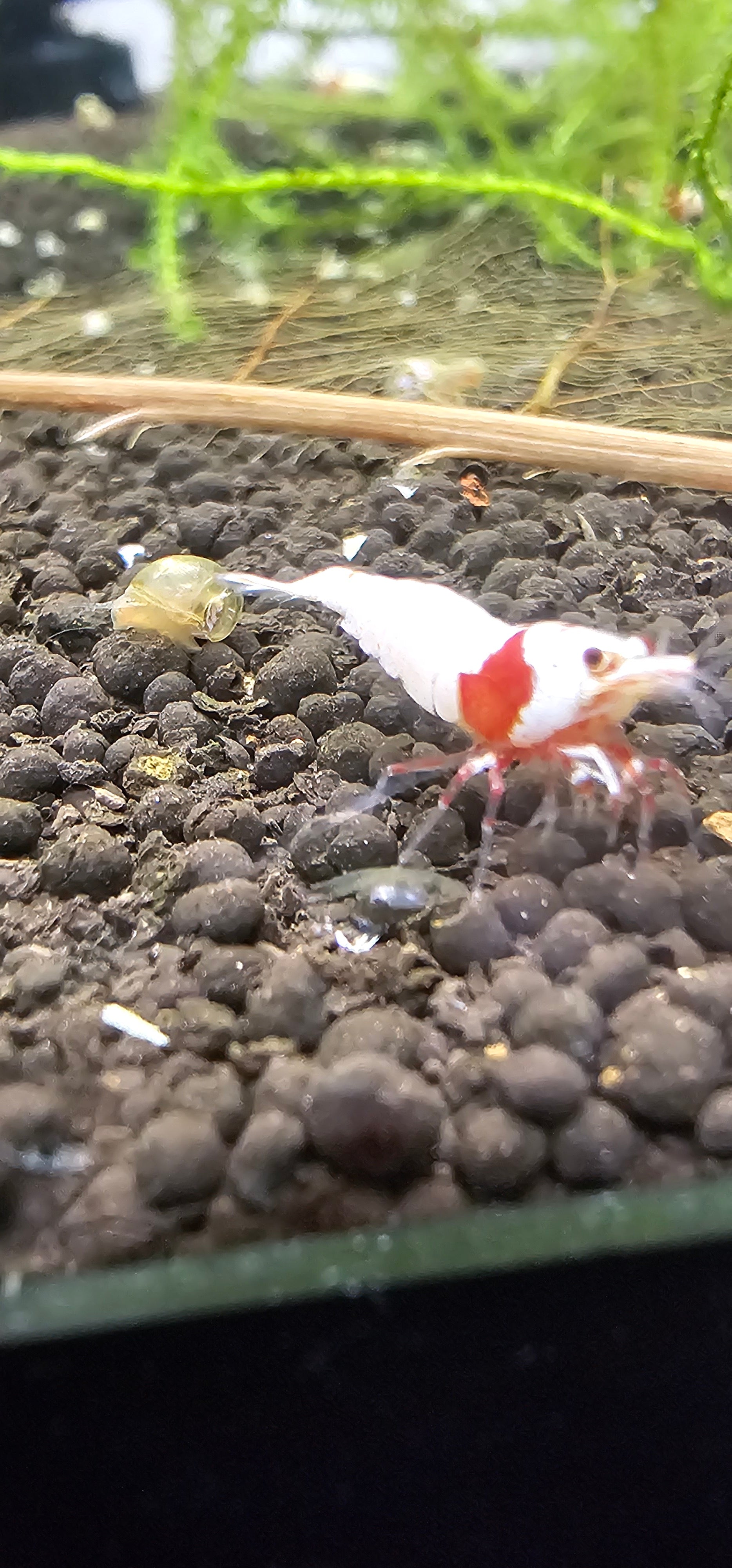 Pure Red Line Caridina 10+1