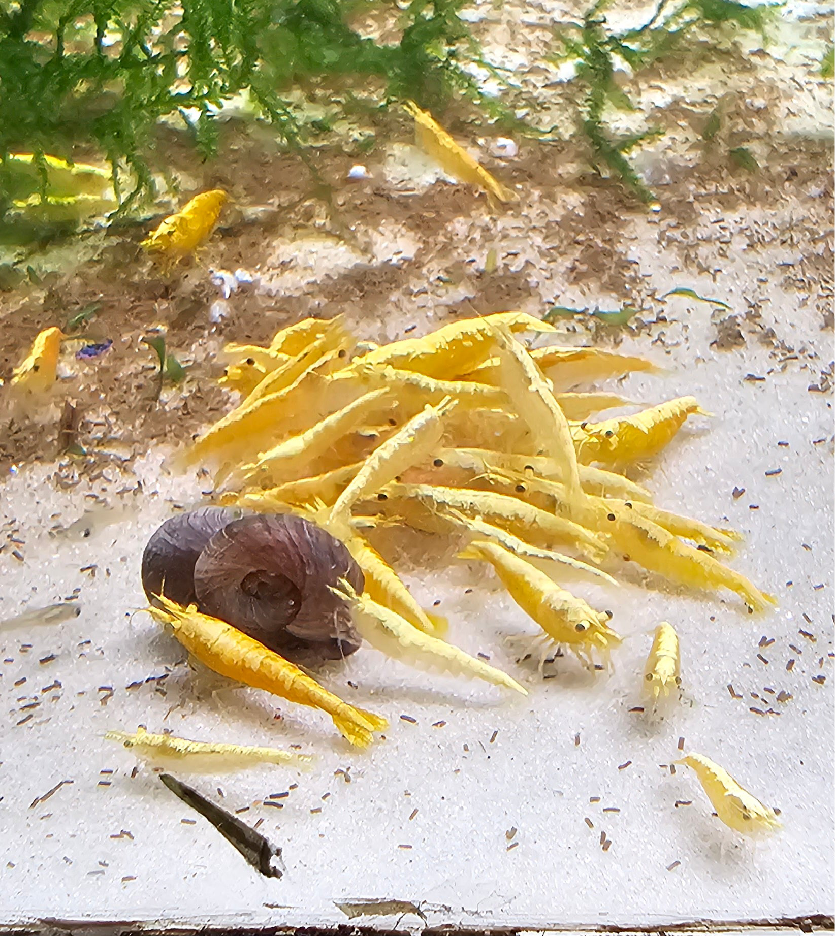 Yellow Goldenback Neocaridina Shrimp 20+2