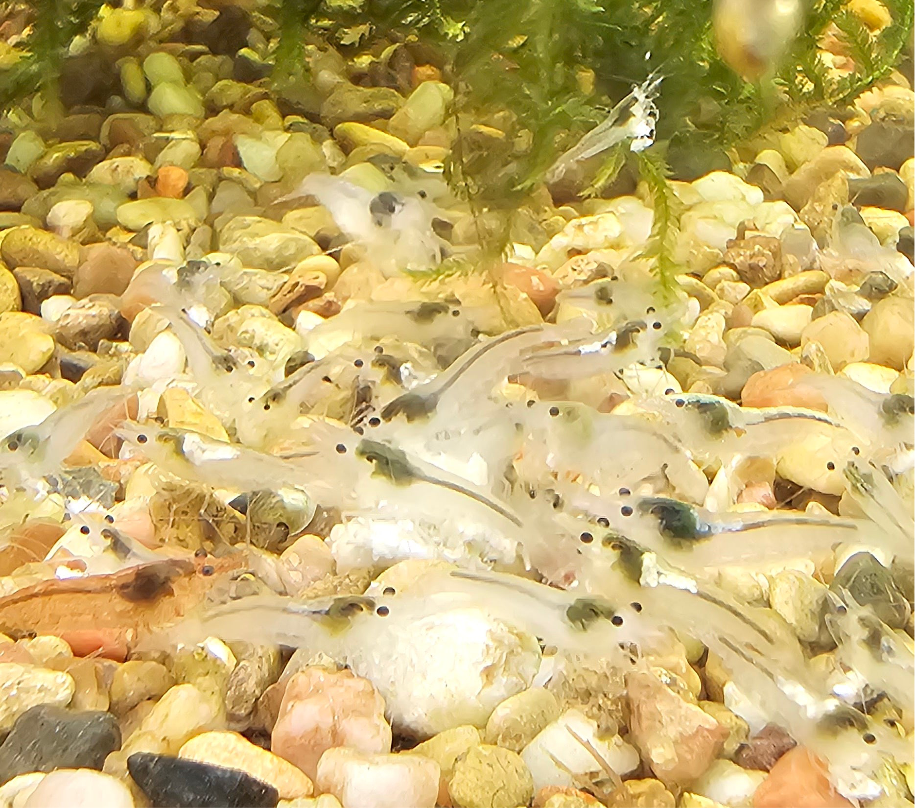 Snowball Neocaridina Shrimp 20+2