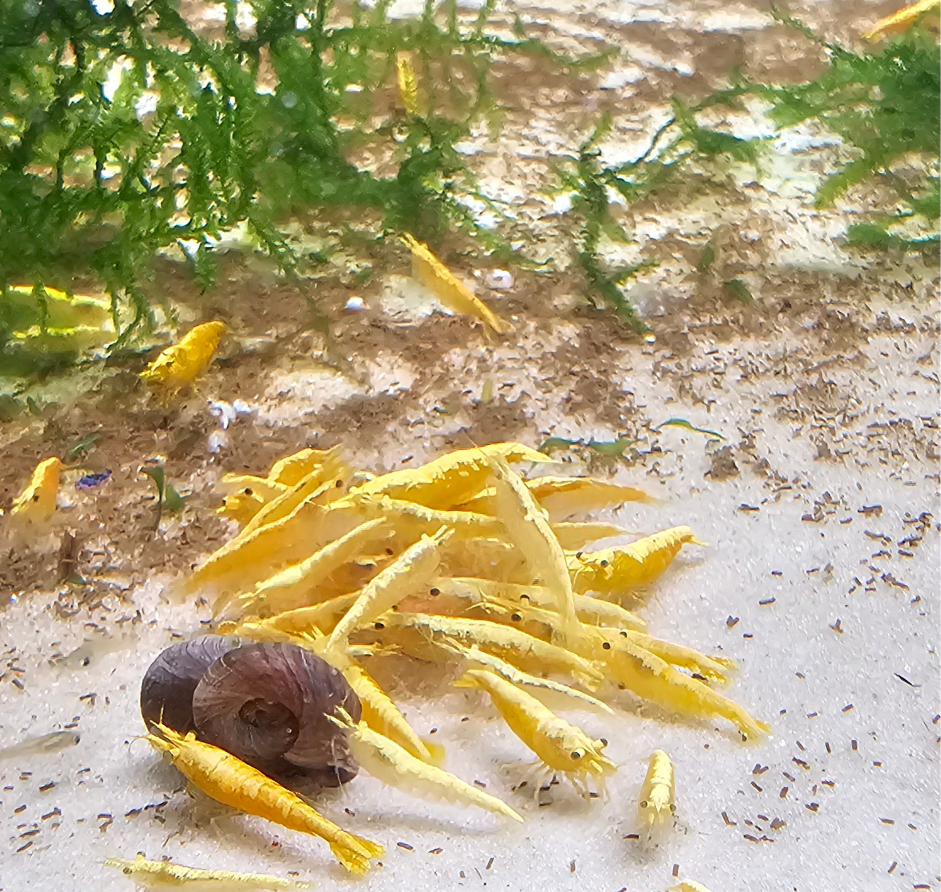 Yellow GoldenBack Neo Shrimp 10+1