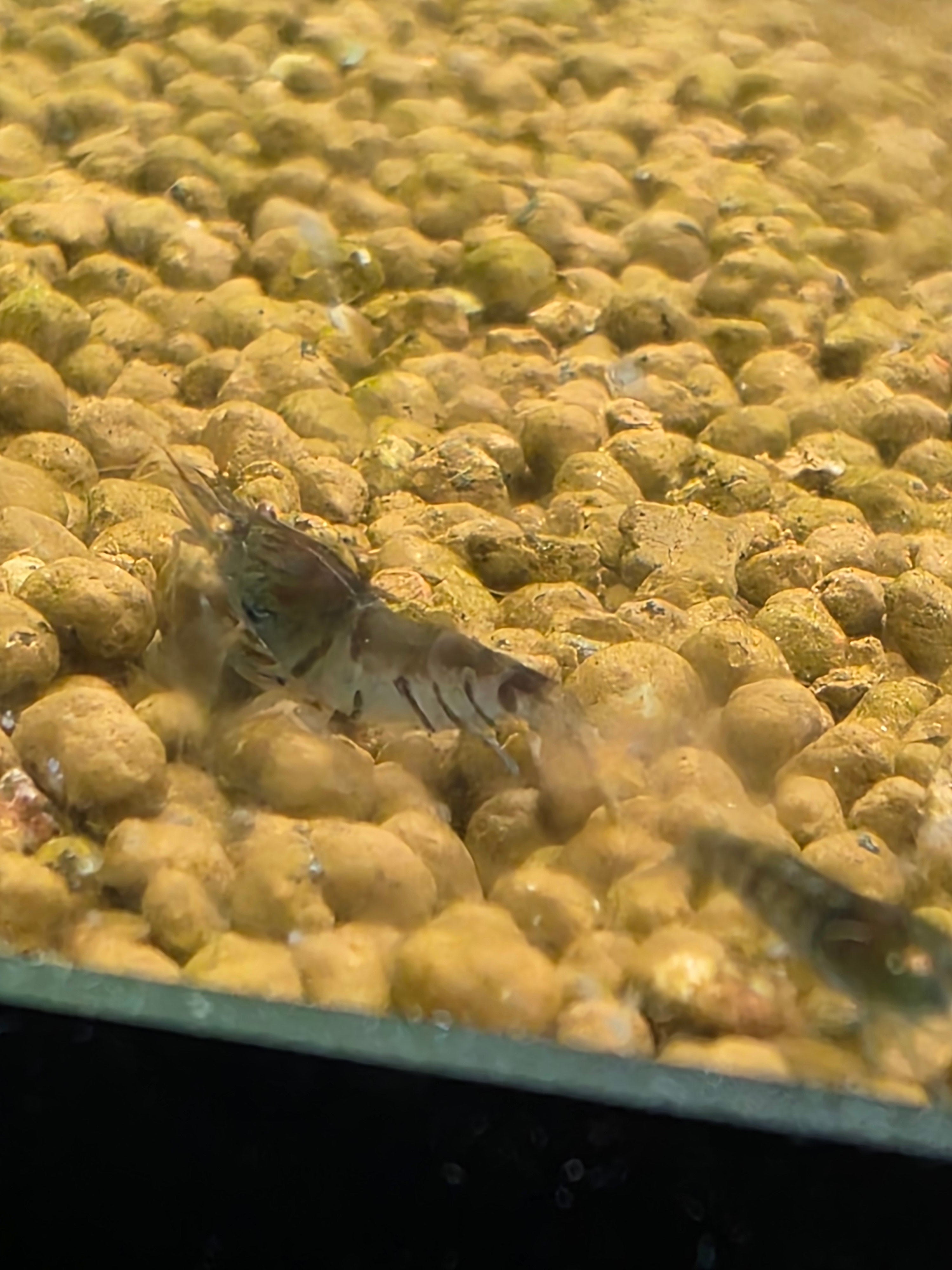 Orange Eye Blue Tiger/BLONDE OEBT