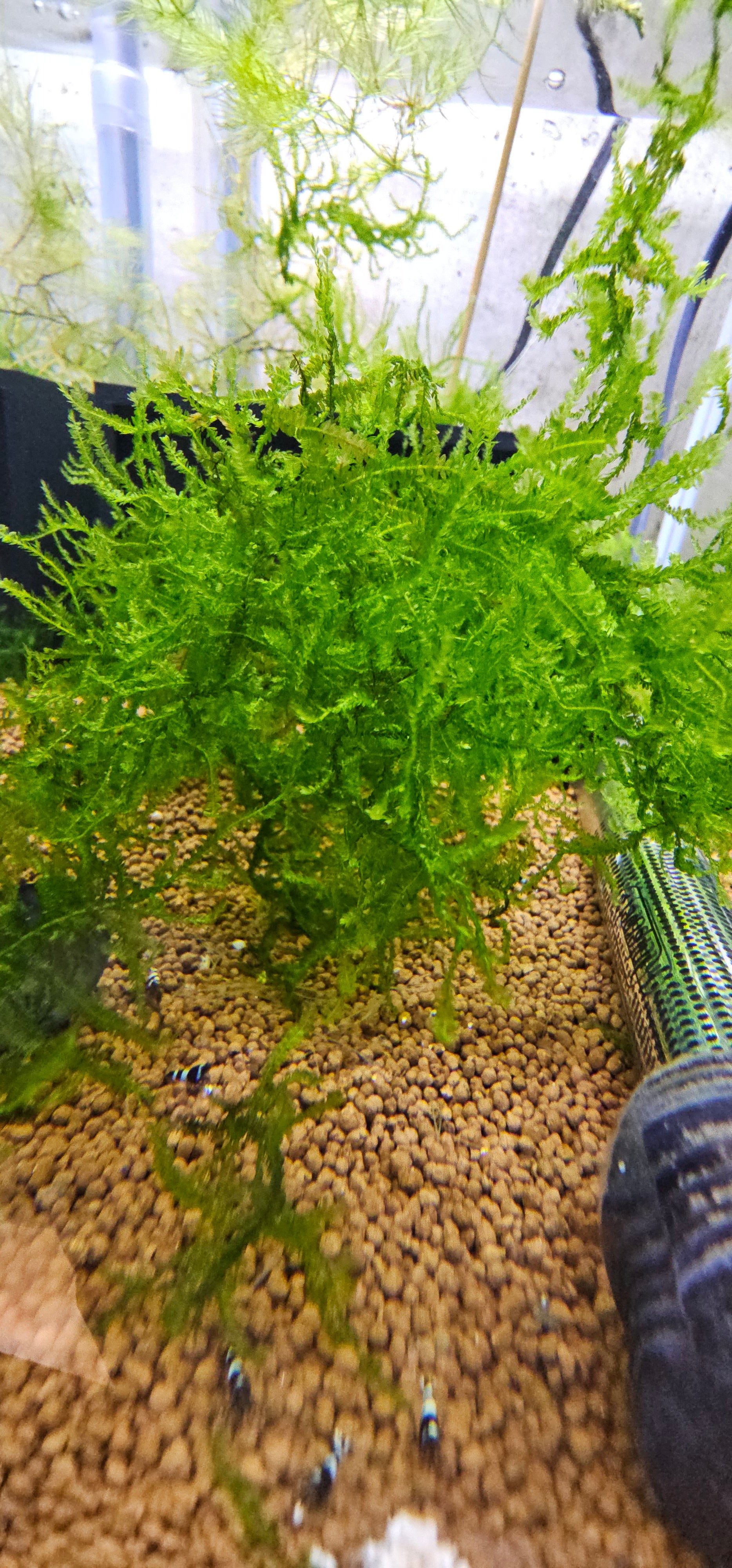 Christmas Moss 2oz Cup