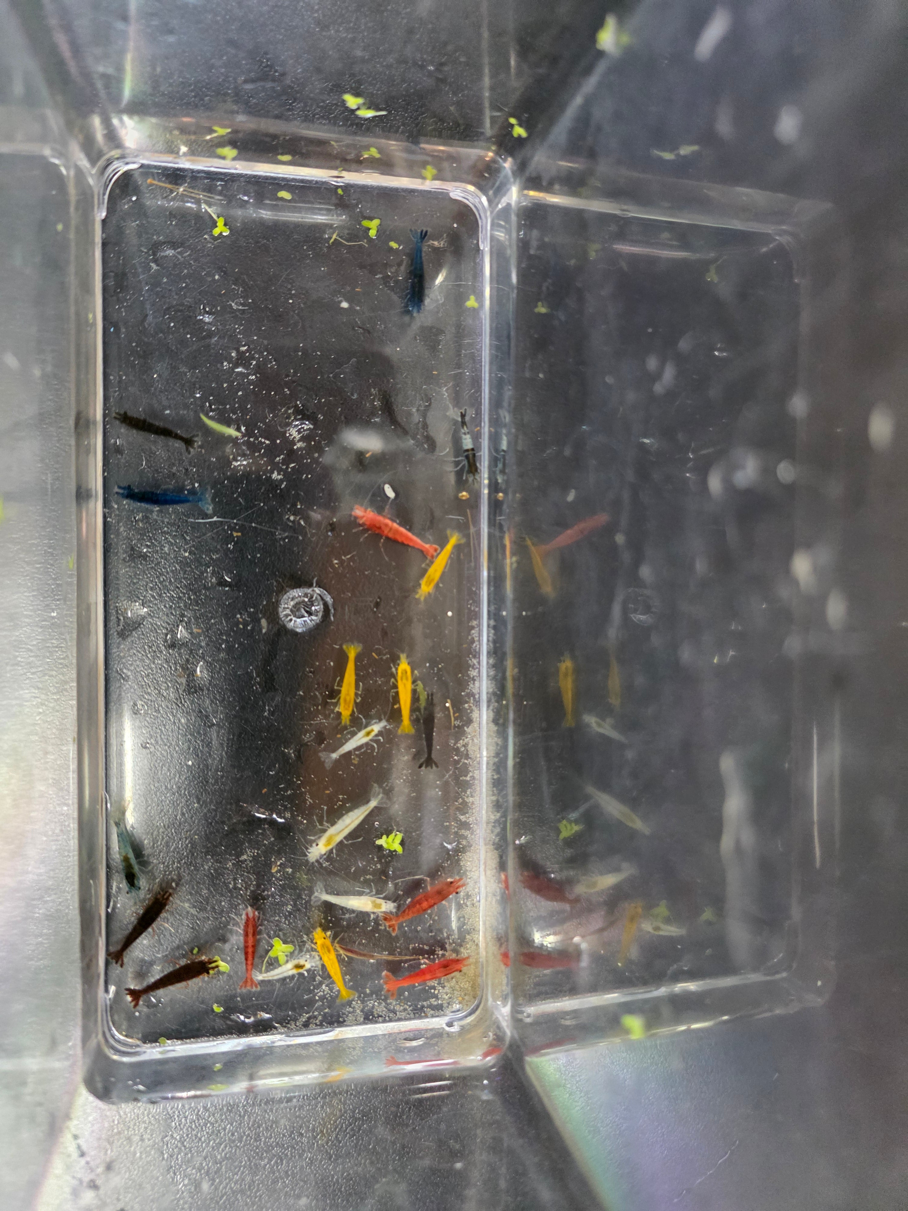 Neocaridina Shrimp Skittles Package