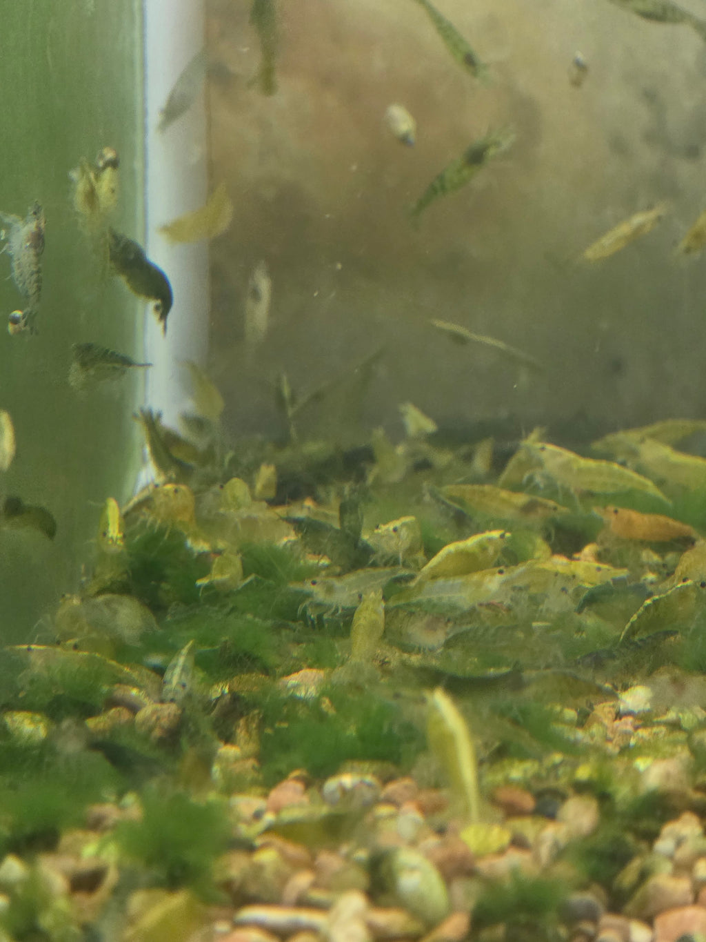 50+5 Culls
