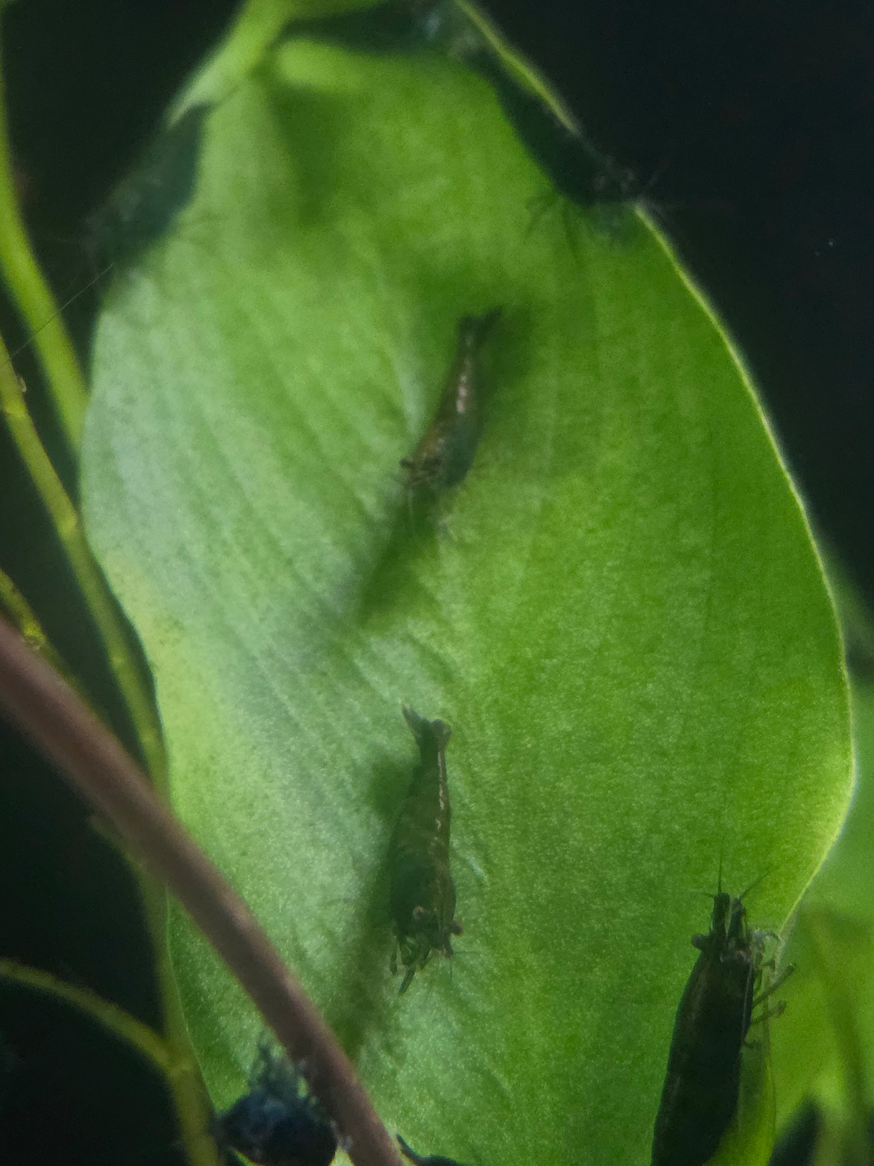 Hulk Green Neocaridina