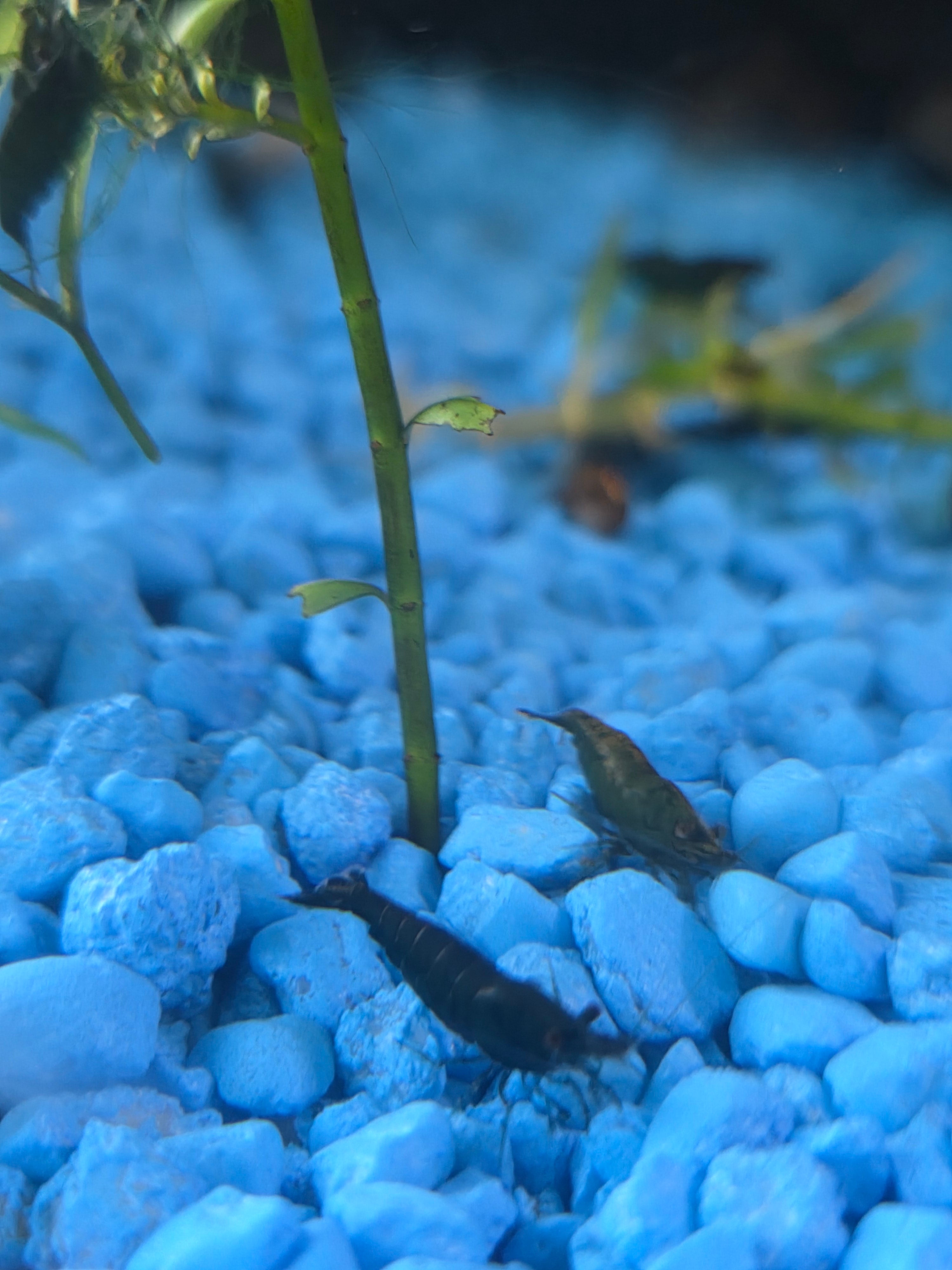 Hulk Green Neocaridina
