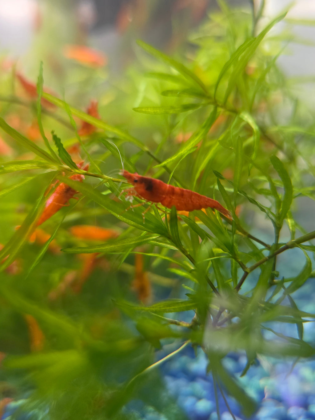 Blood Orange Neocaridina