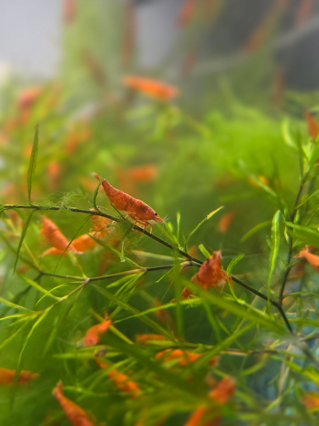 Blood Orange Neocaridina
