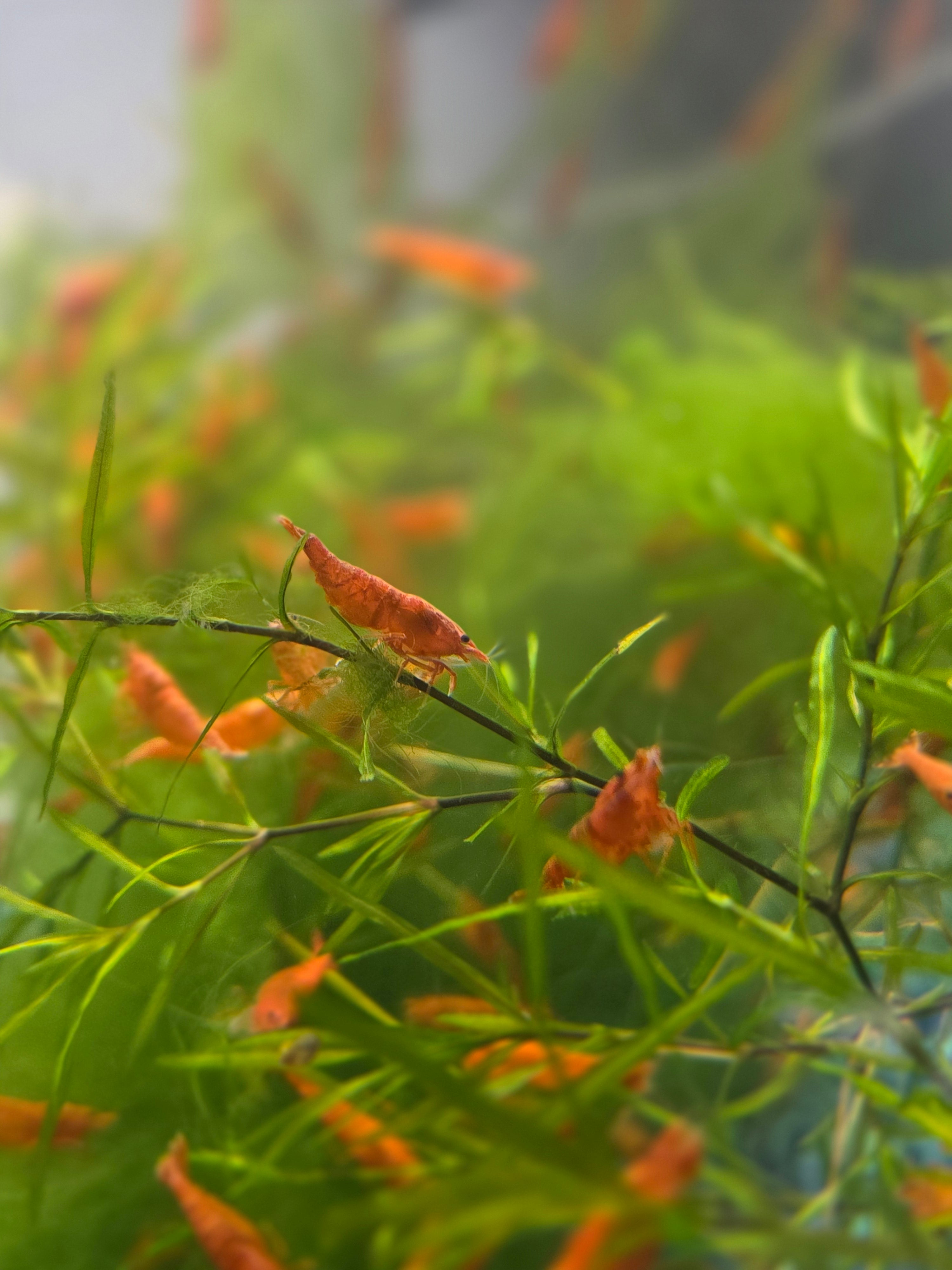 Blood Orange Neocaridina