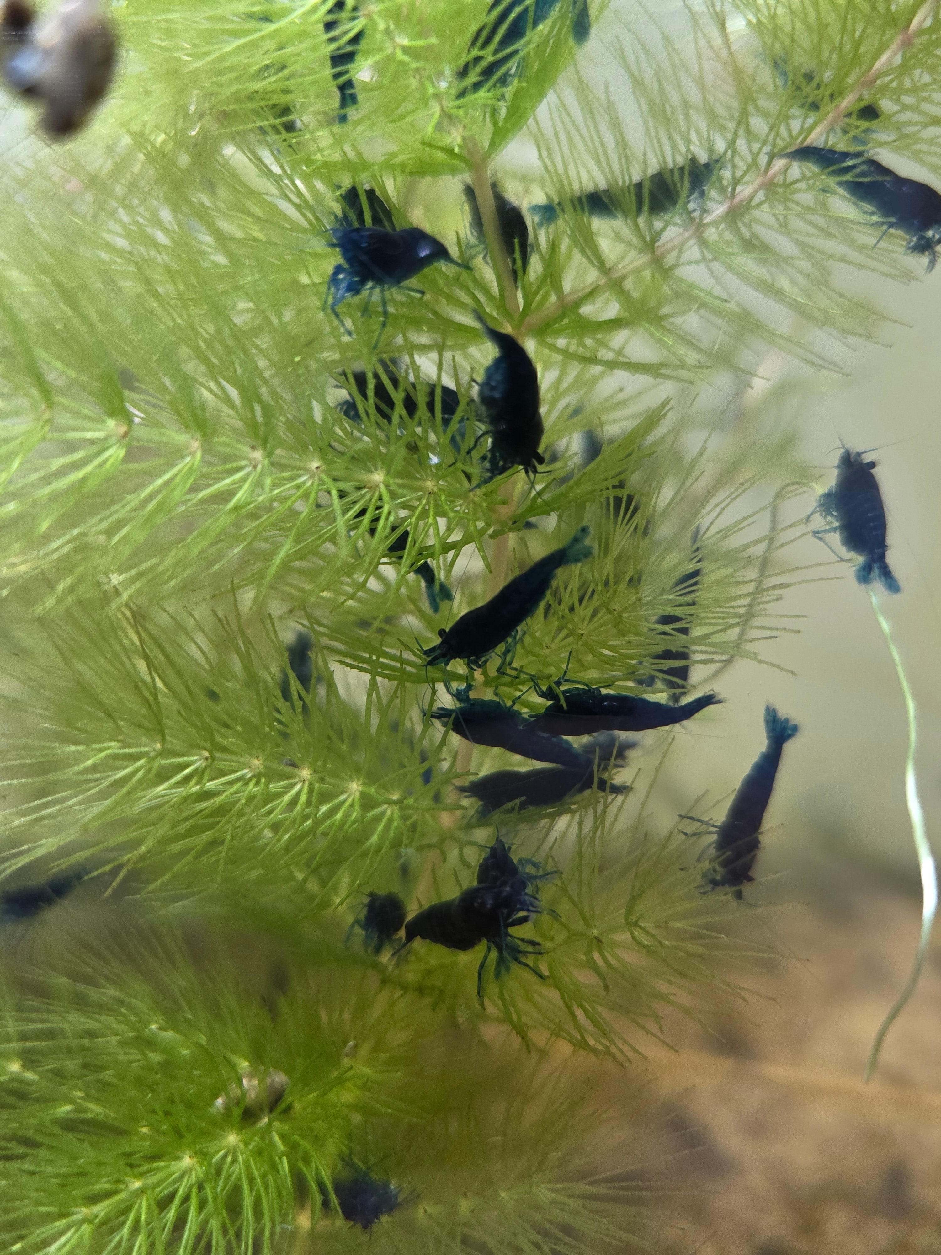 Blue Diamond aka Blue Oceans