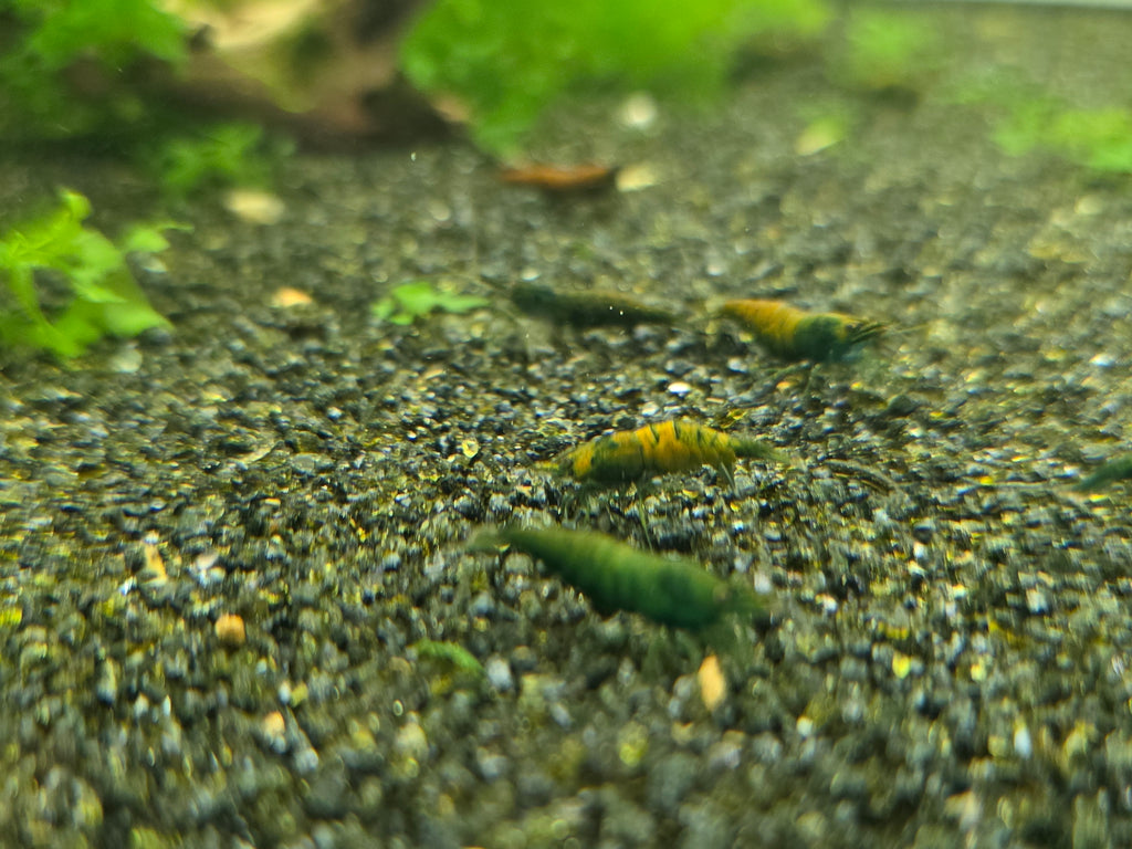 Cantaloupe Green Neocaridina