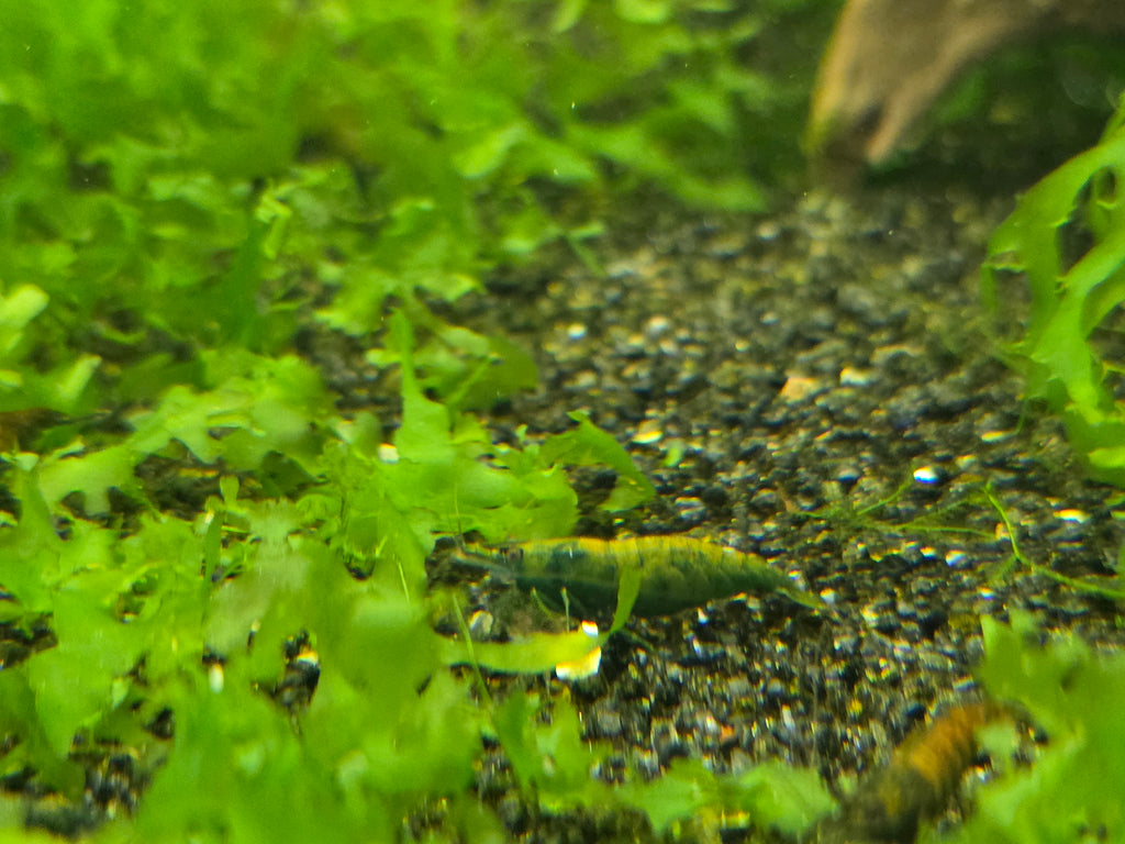 Cantaloupe Green Neocaridina