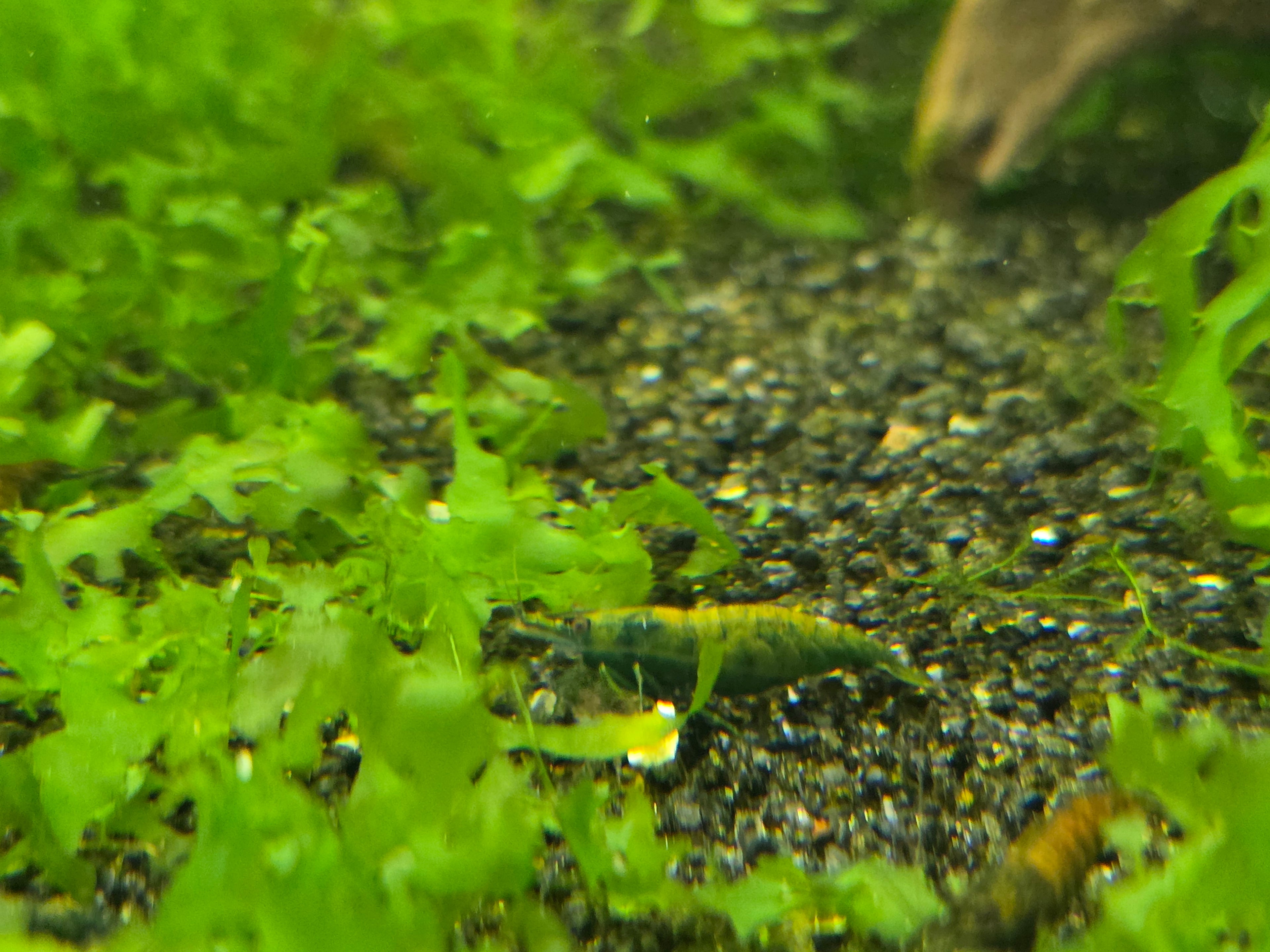 Cantaloupe Green Neocaridina