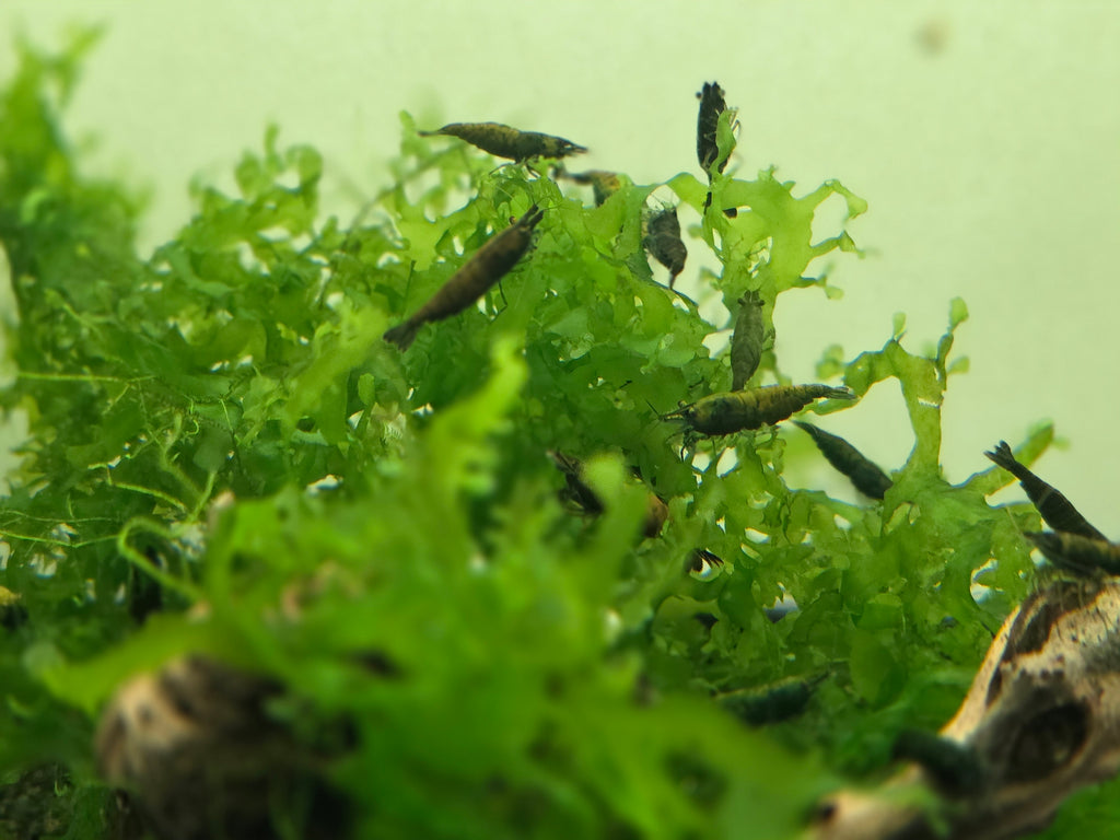 Cantaloupe Green Neocaridina