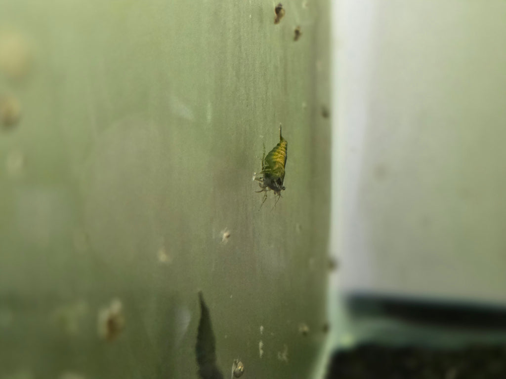 Cantaloupe Green Neocaridina