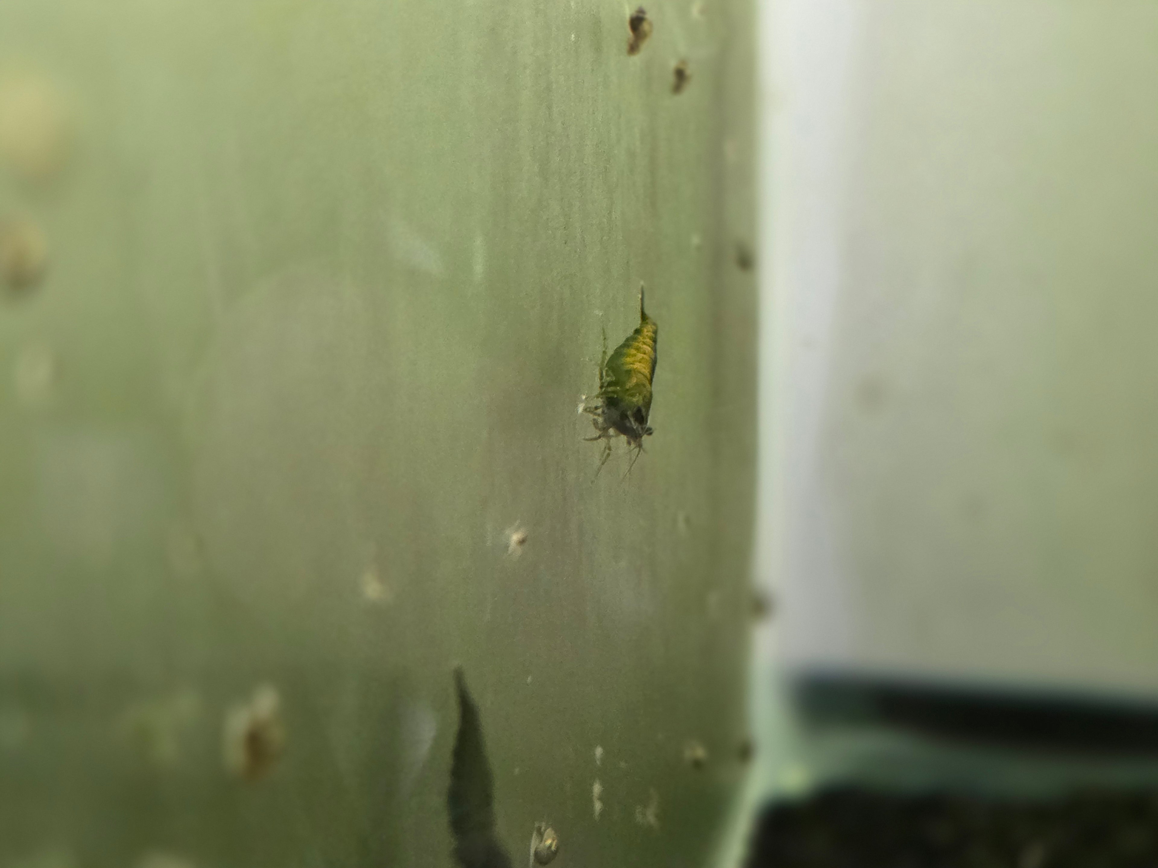 Cantaloupe Green Neocaridina