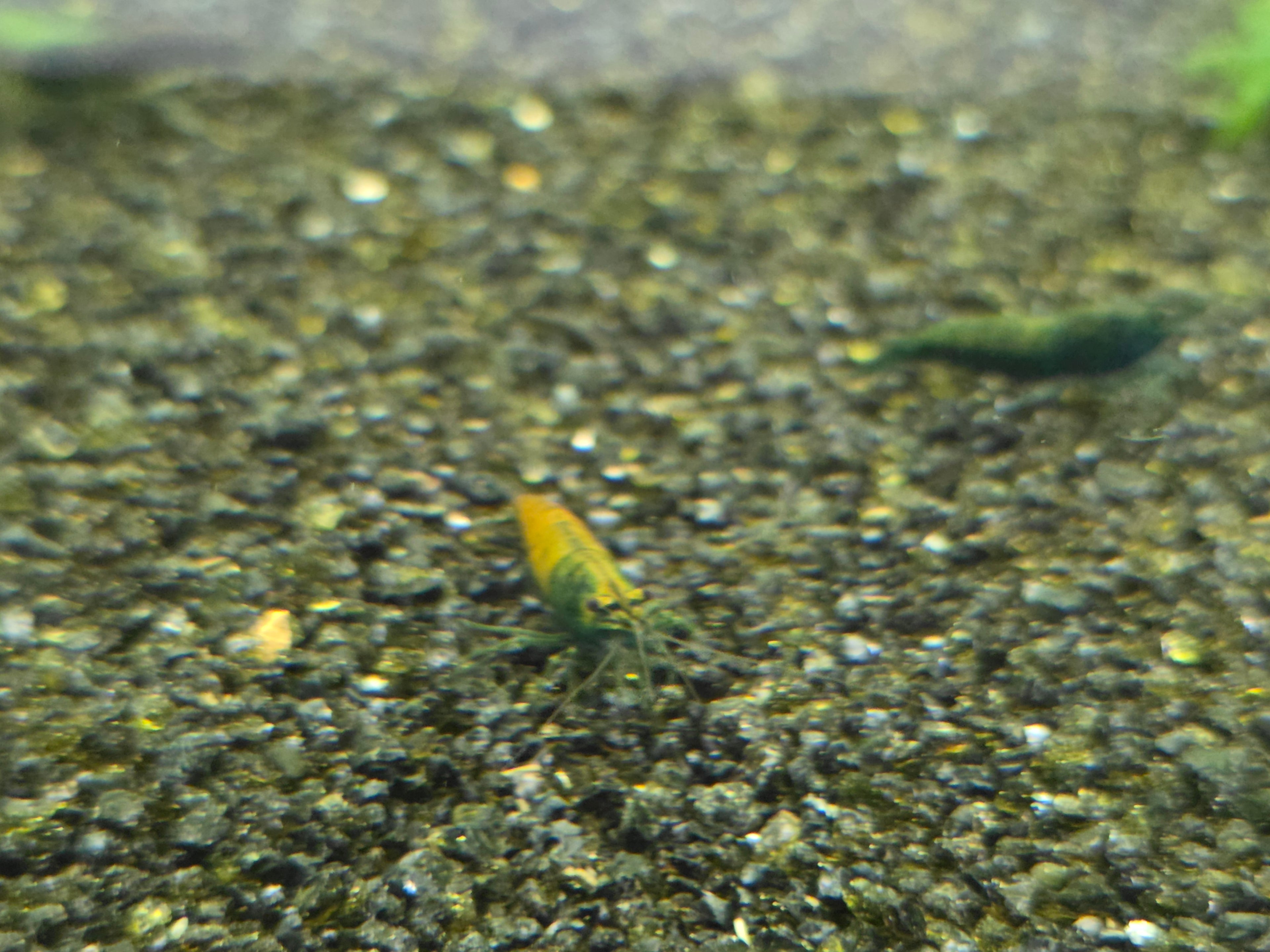 Cantaloupe Green Neocaridina