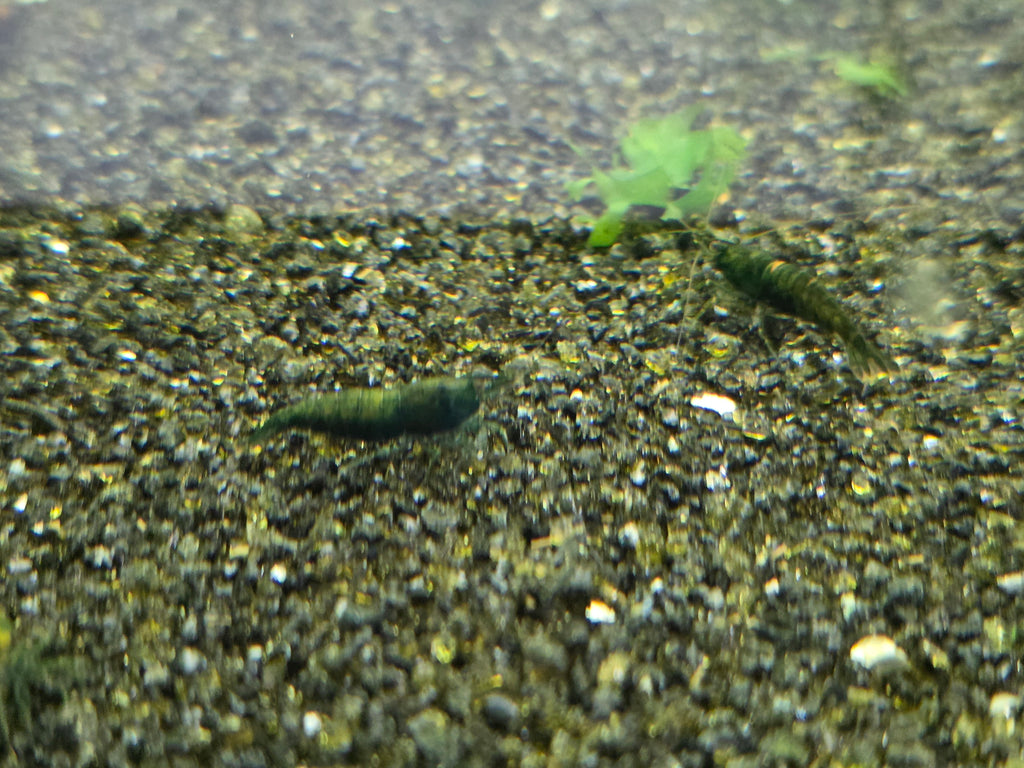 Cantaloupe Green Neocaridina