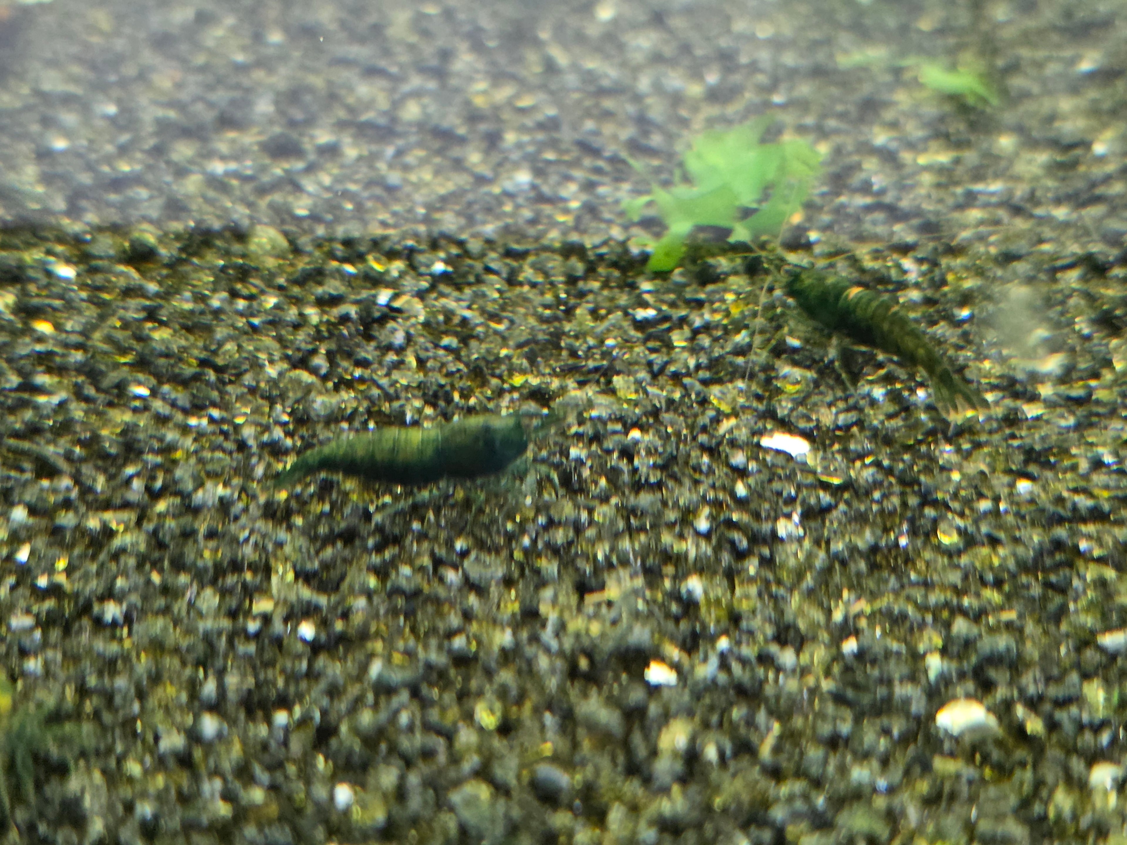 Cantaloupe Green Neocaridina