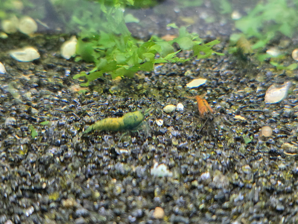 Cantaloupe Green Neocaridina