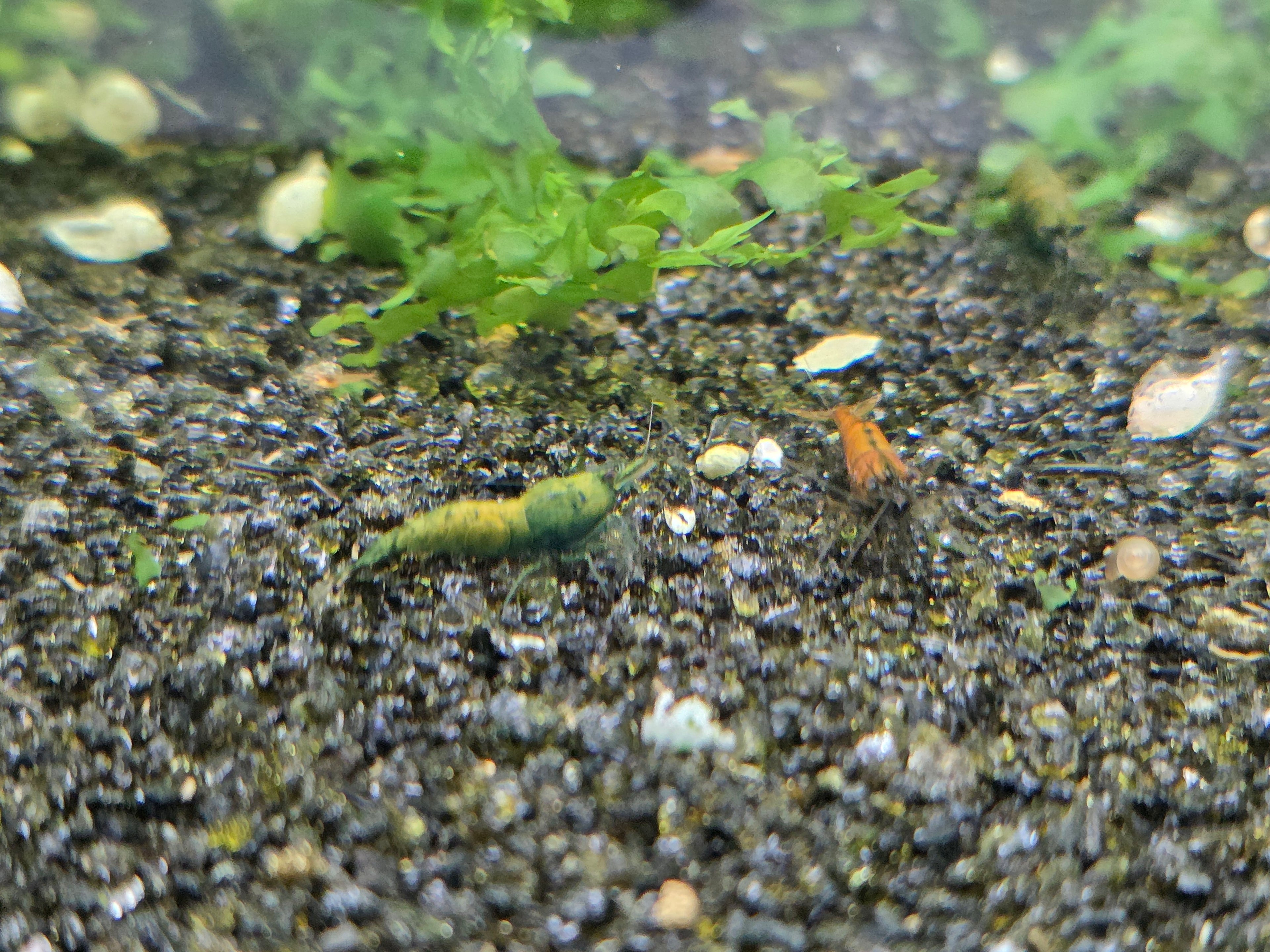 Cantaloupe Green Neocaridina