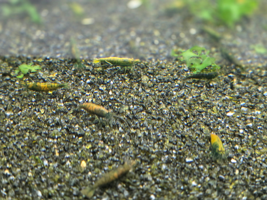 Cantaloupe Green Neocaridina