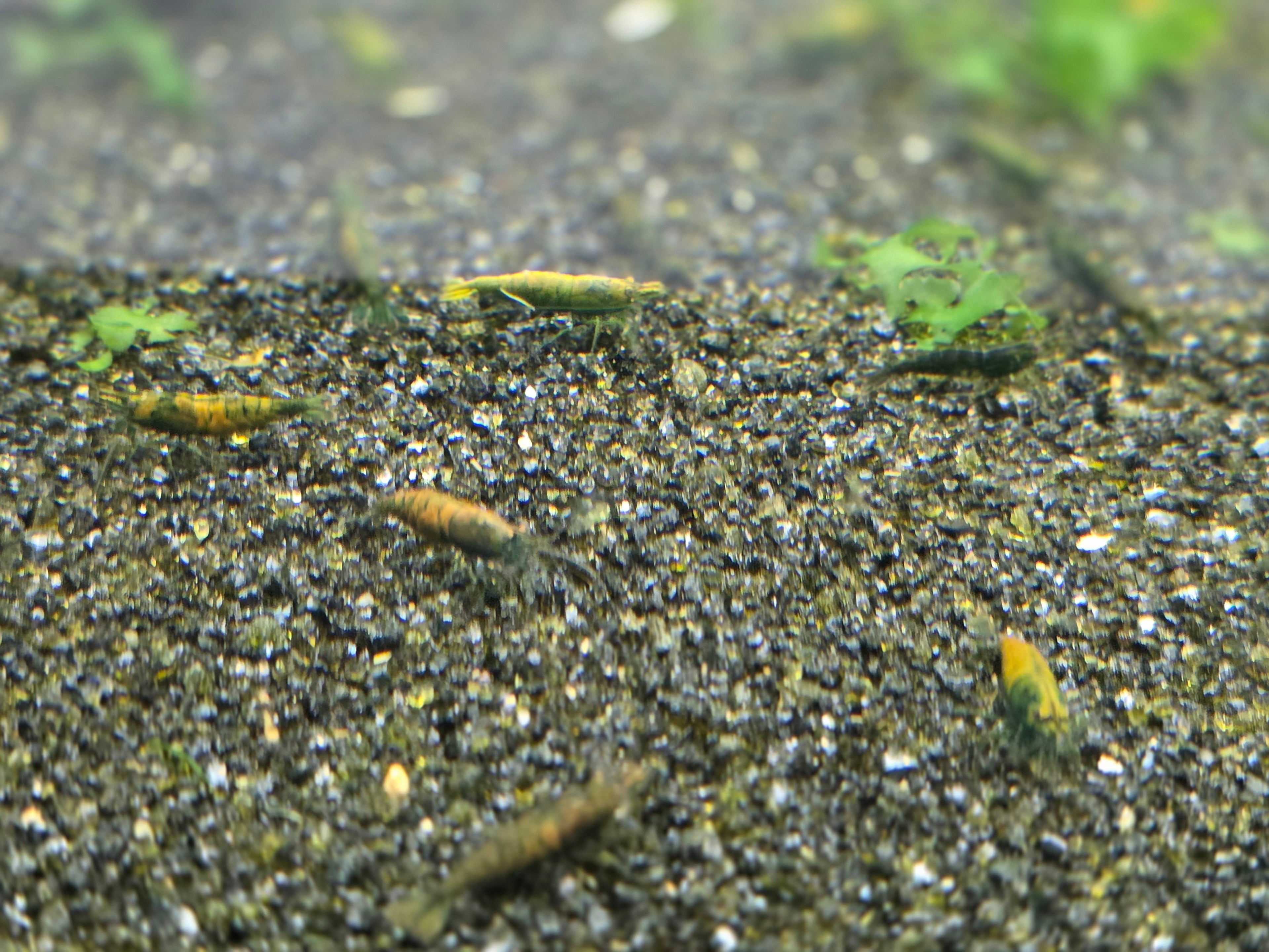 Cantaloupe Green Neocaridina