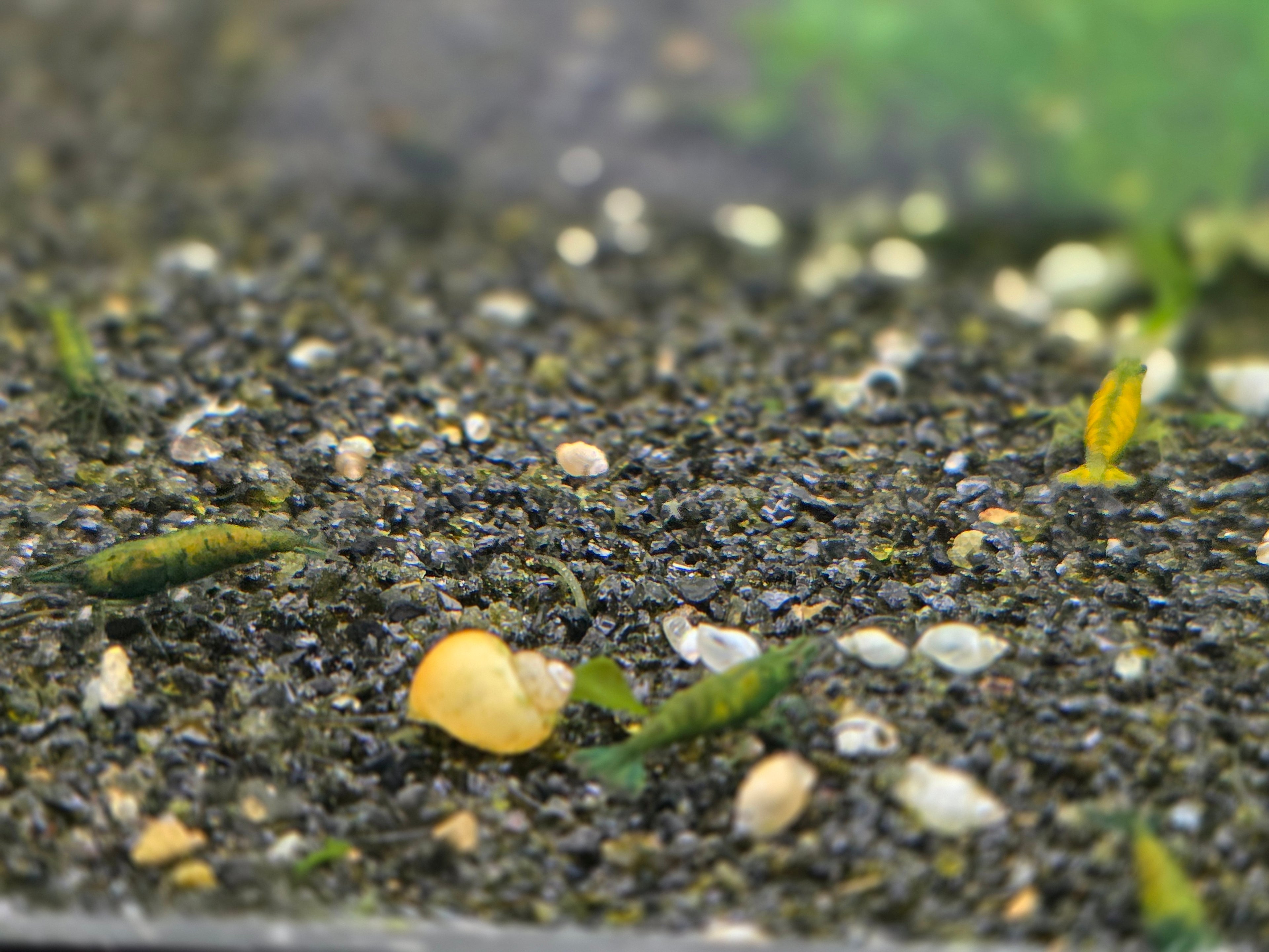 Cantaloupe Green Neocaridina