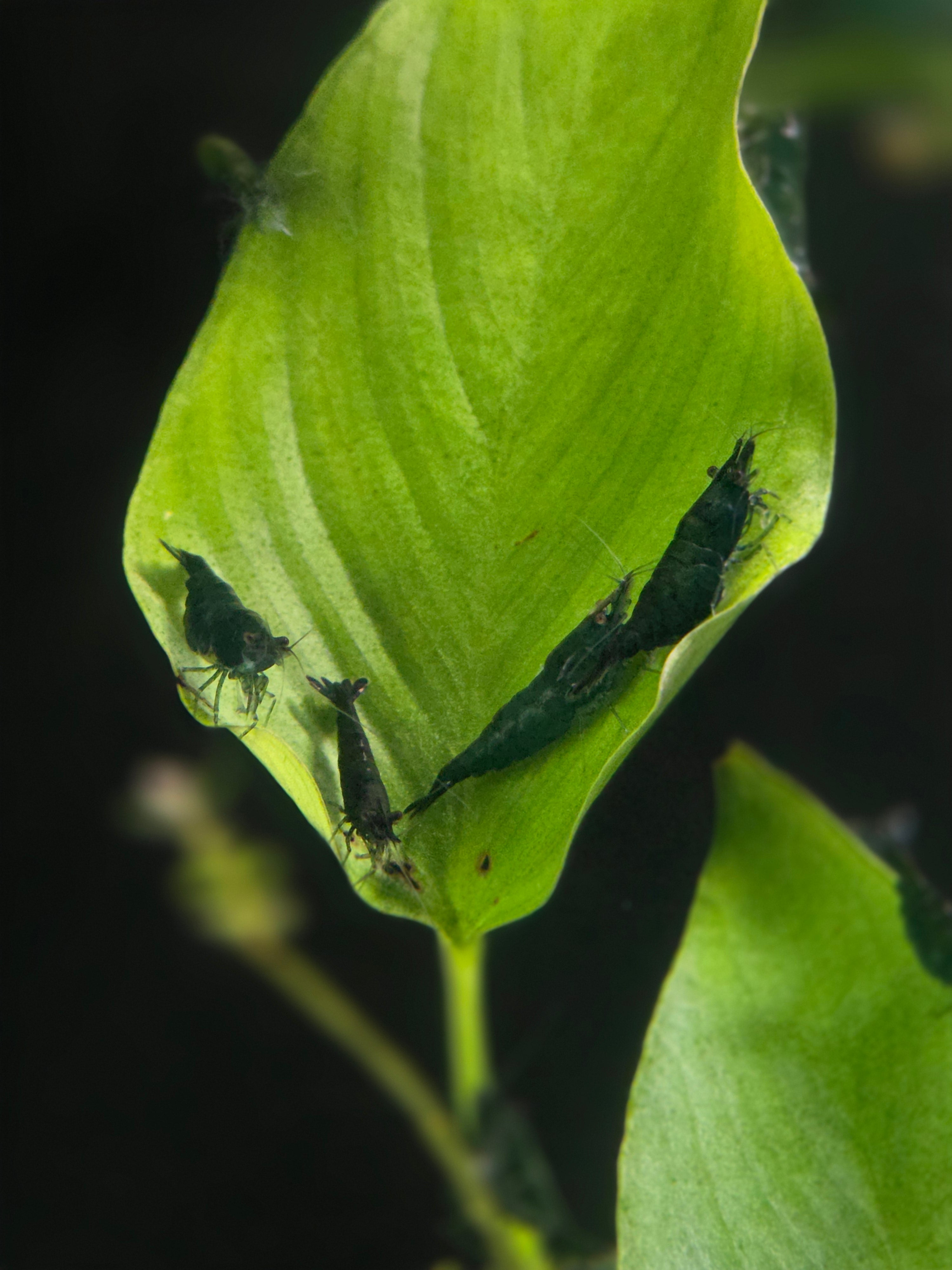 Hulk Green Neocaridina