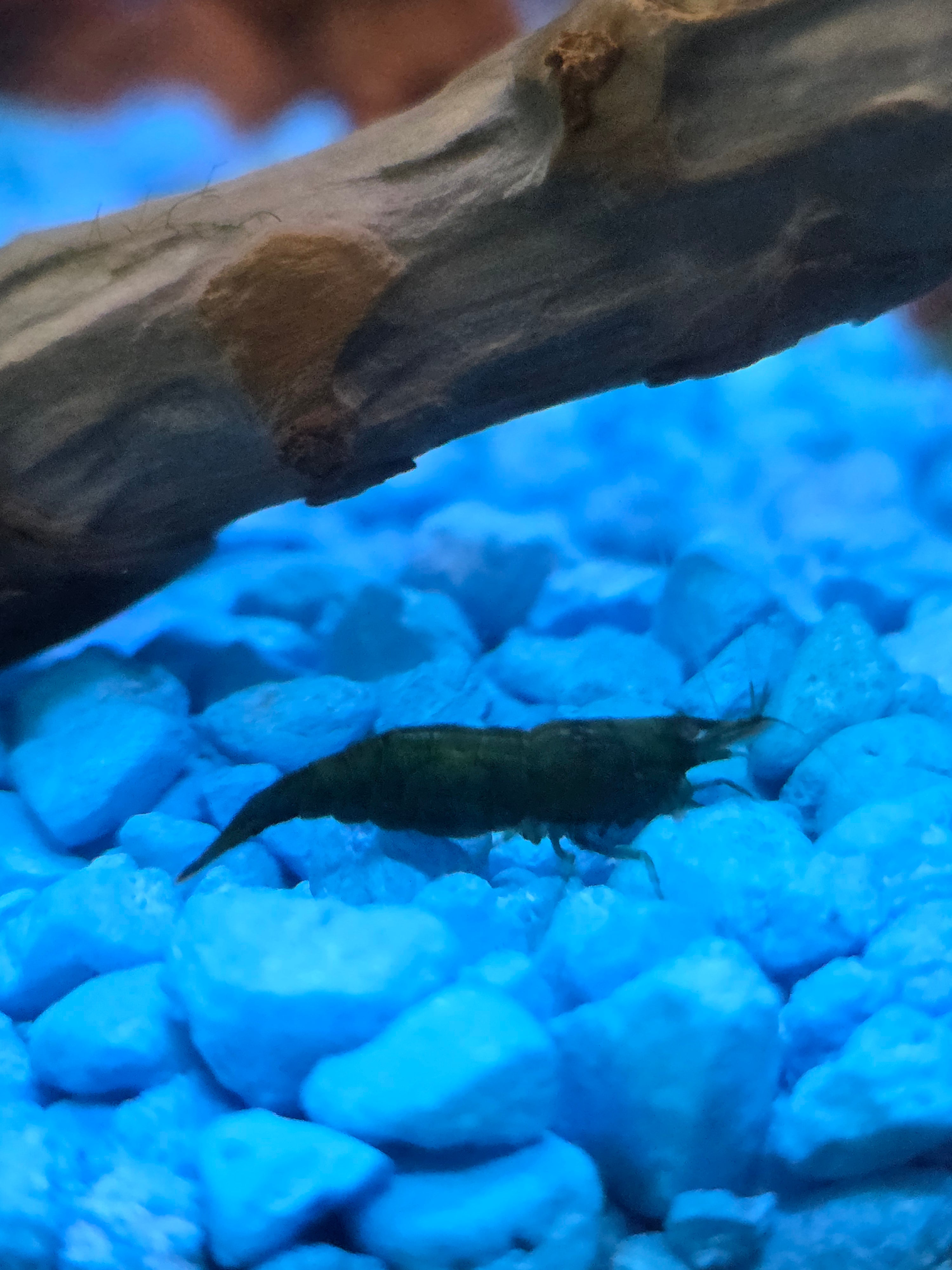 Hulk Green Neocaridina