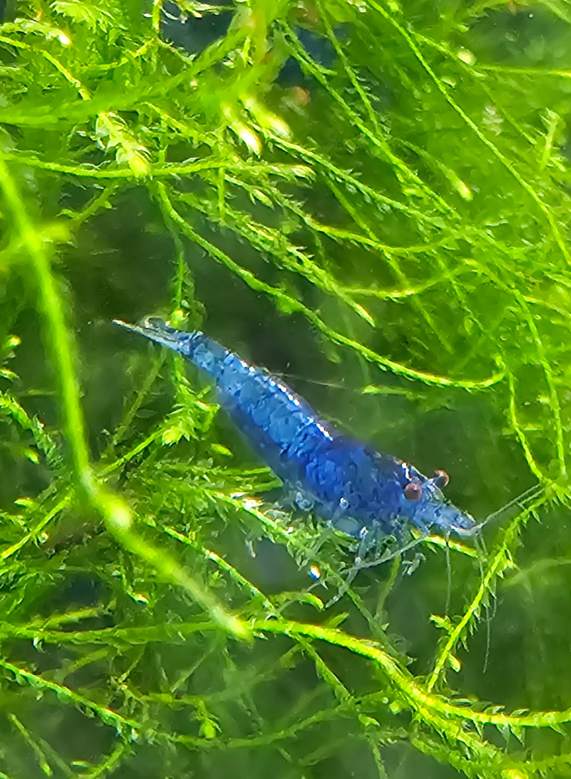 Blue Dream Neocaridina Shrimp 10+1