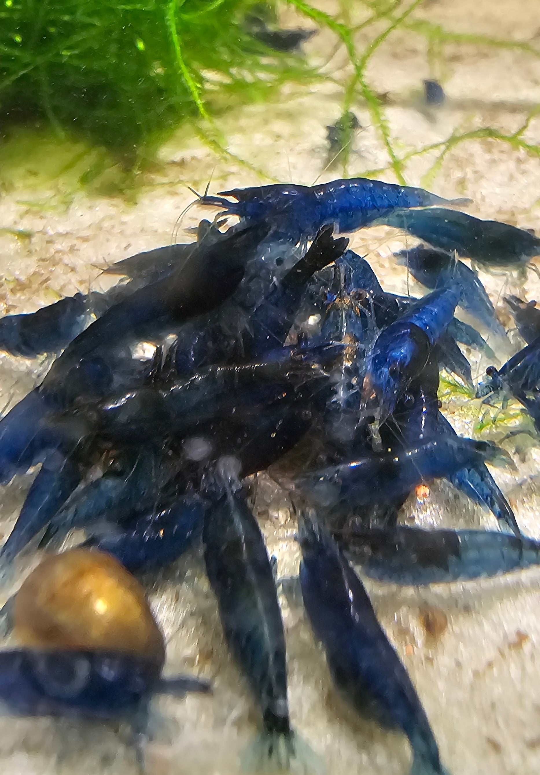 Blue Dream Neocaridina Shrimp 10+1