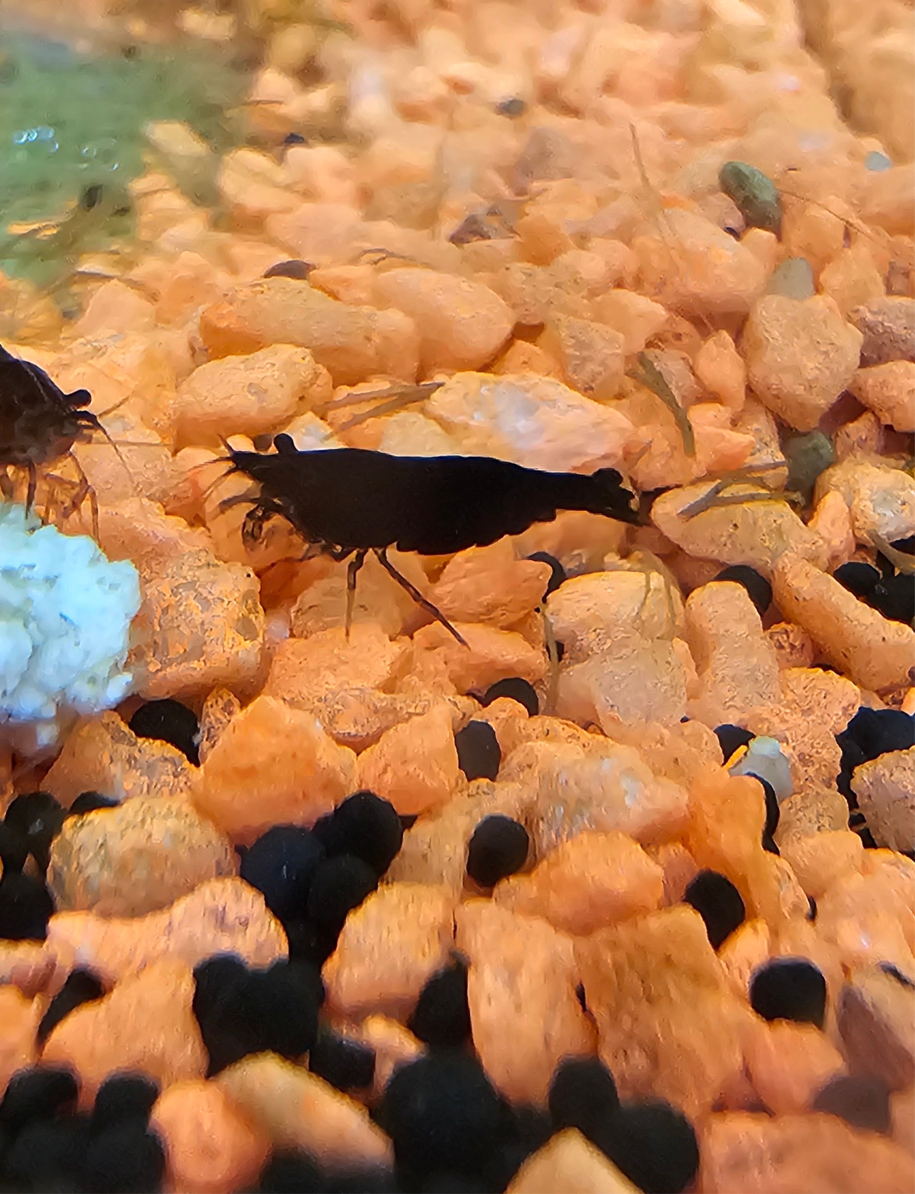 Black Rose/Chocolate Neo Shrimp 10+1