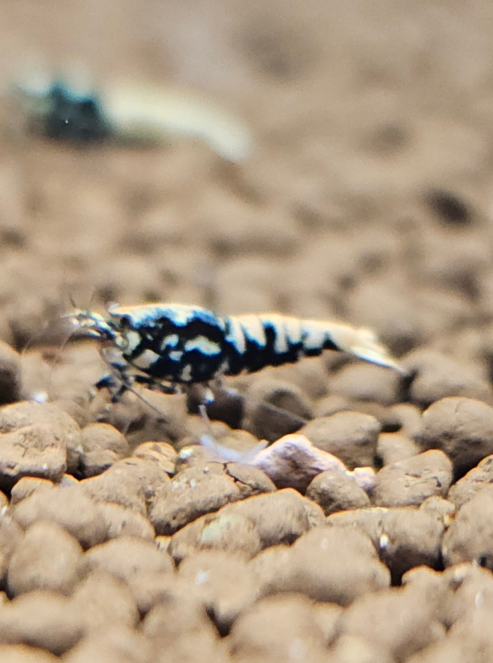 10+1 Boa Caridina (PREORDER)