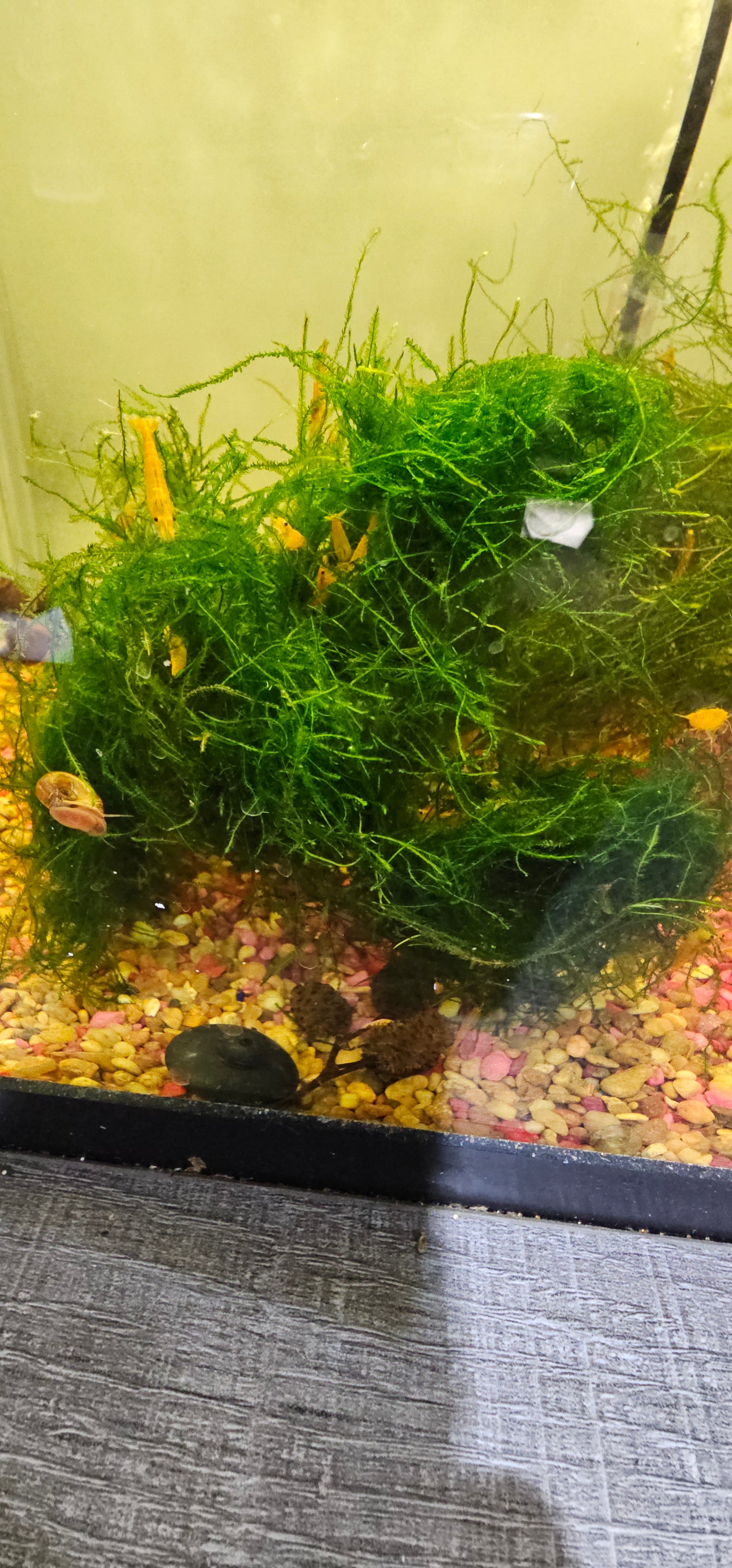 Java Moss- 2oz Portion