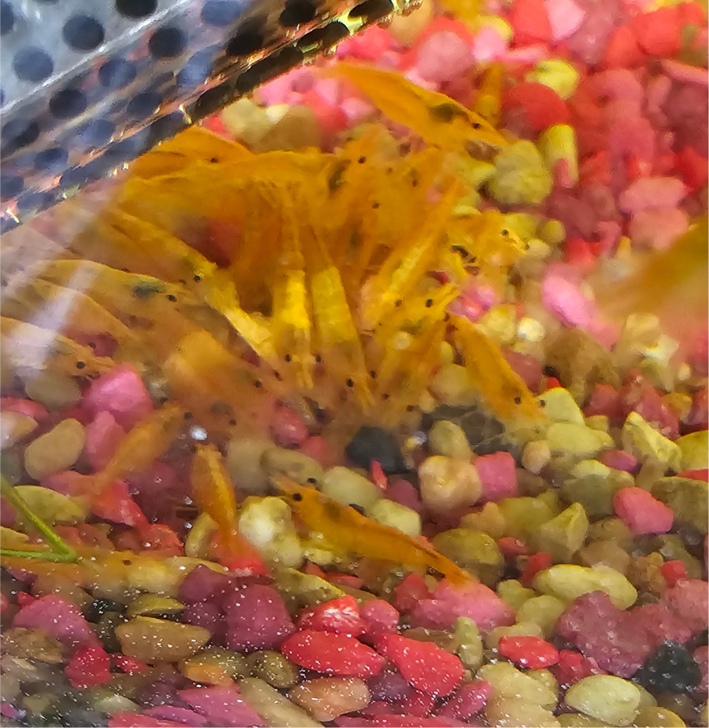 Sunkist Neocaridina Shrimp 20+2