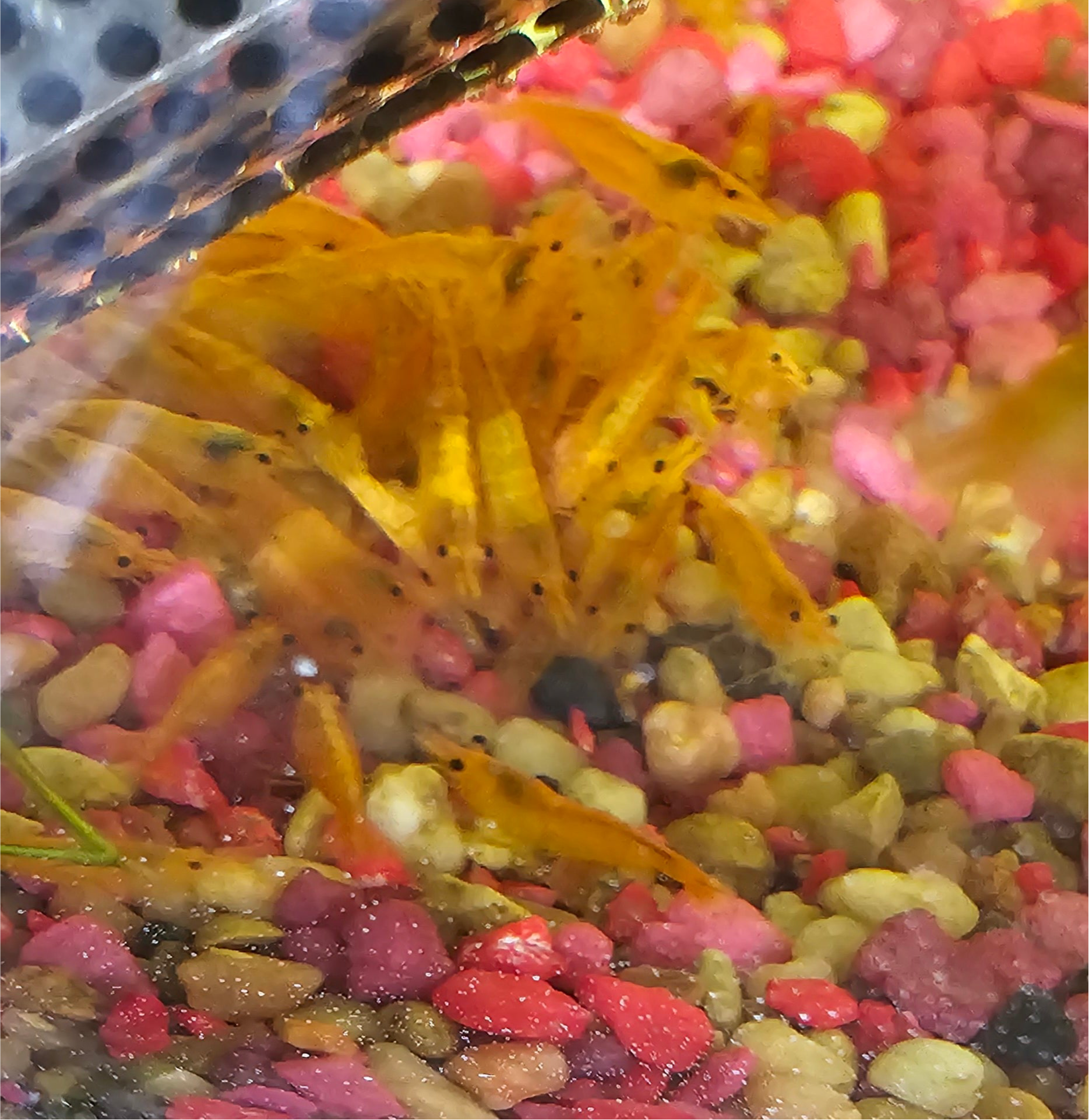 Sunkist Neocaridina Shrimp 20+2