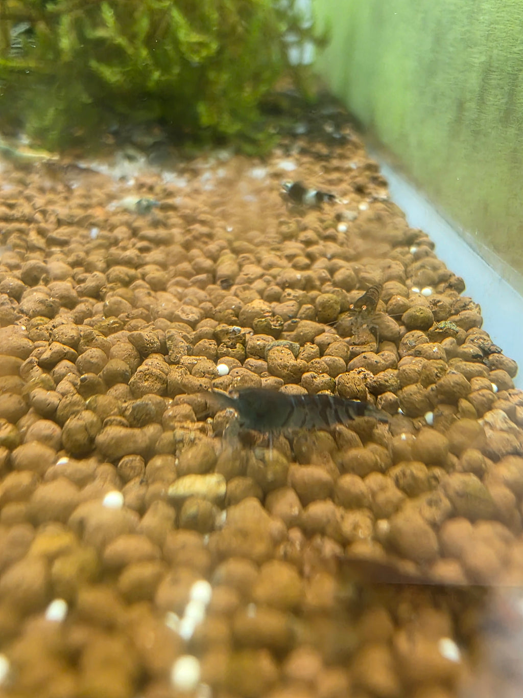 Orange Eye Blue Tiger/BLONDE OEBT