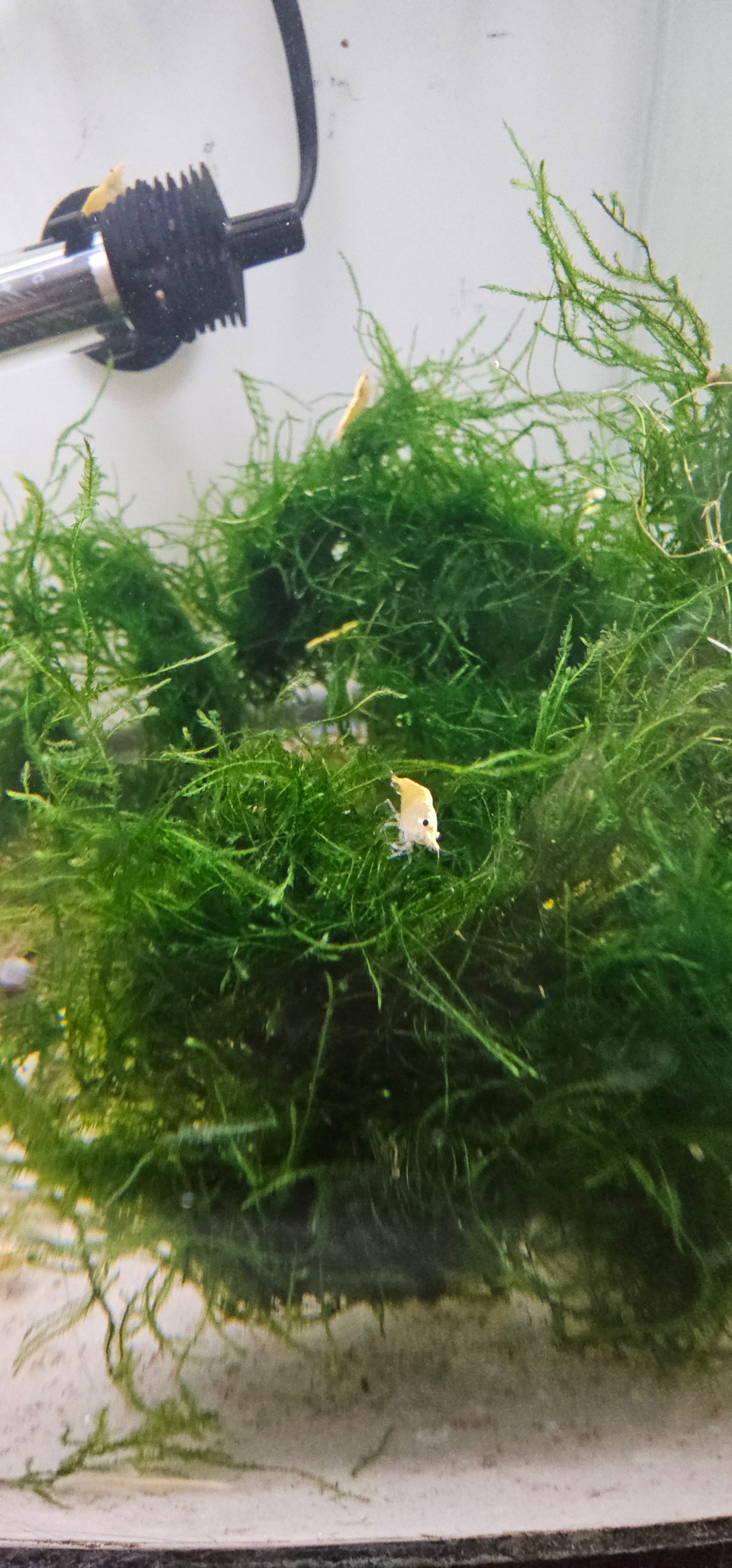 Java Moss- 2oz Portion