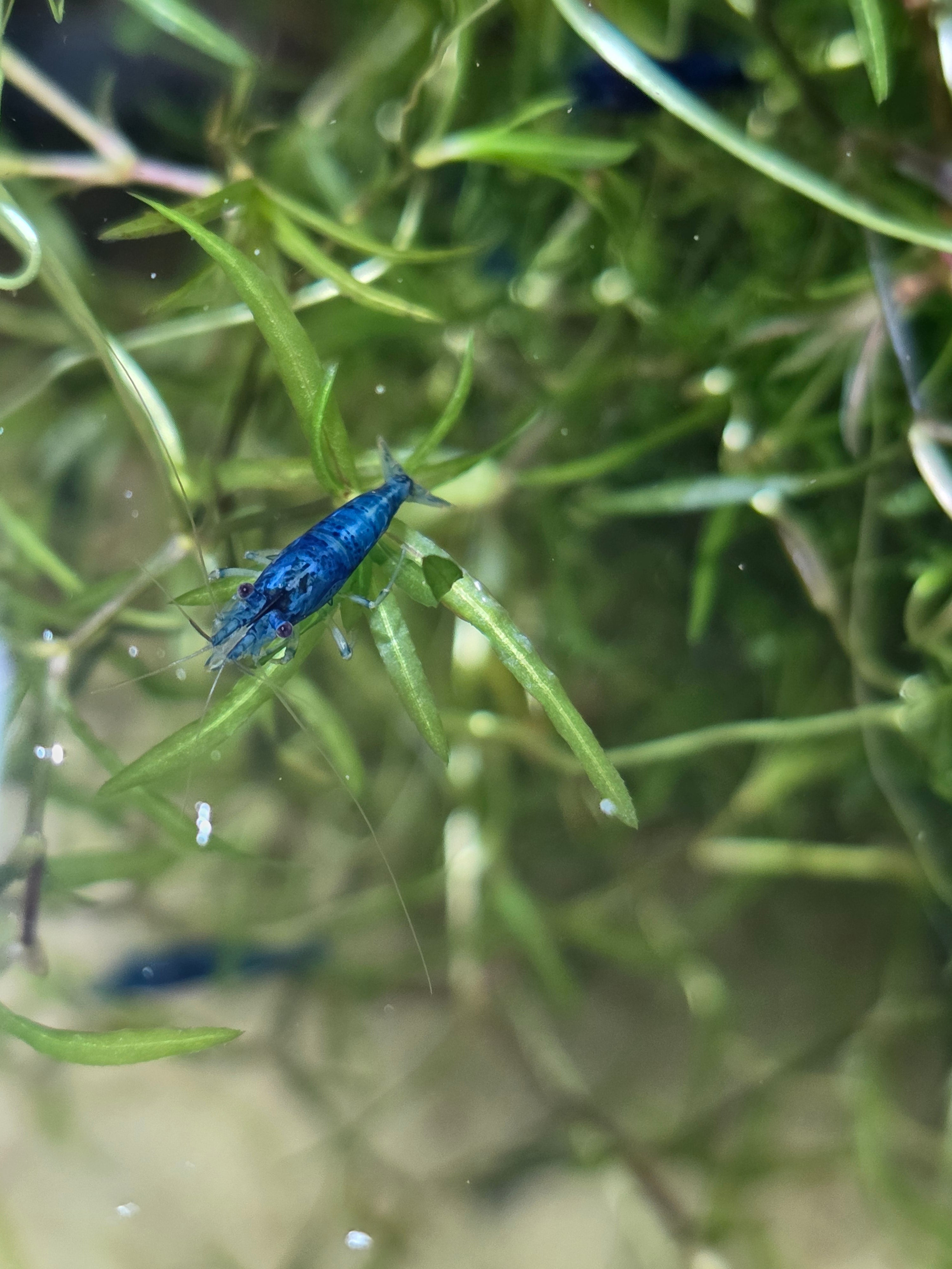 Neocaridina Shrimp Skittles Package