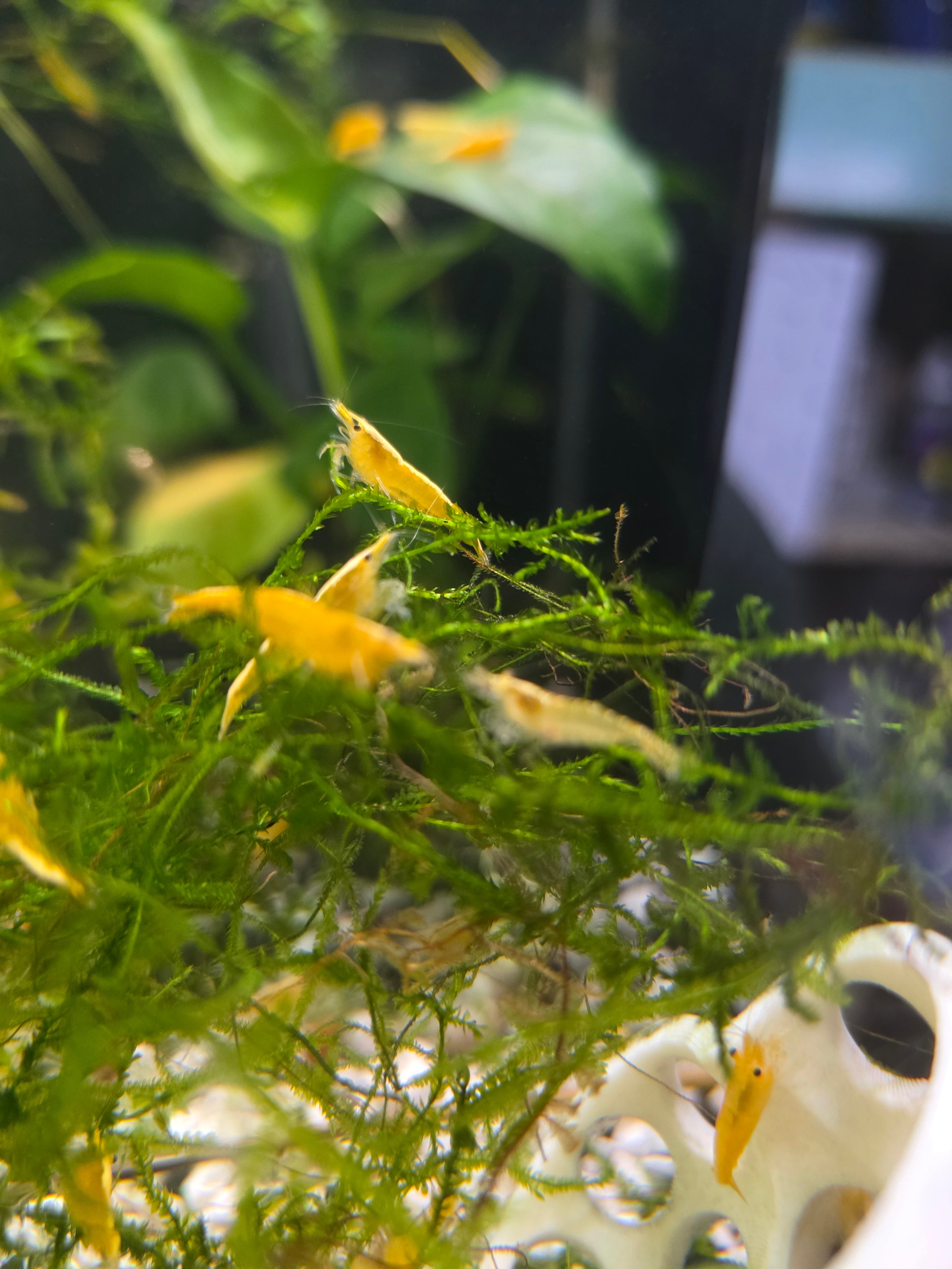 Neocaridina Shrimp Skittles Package