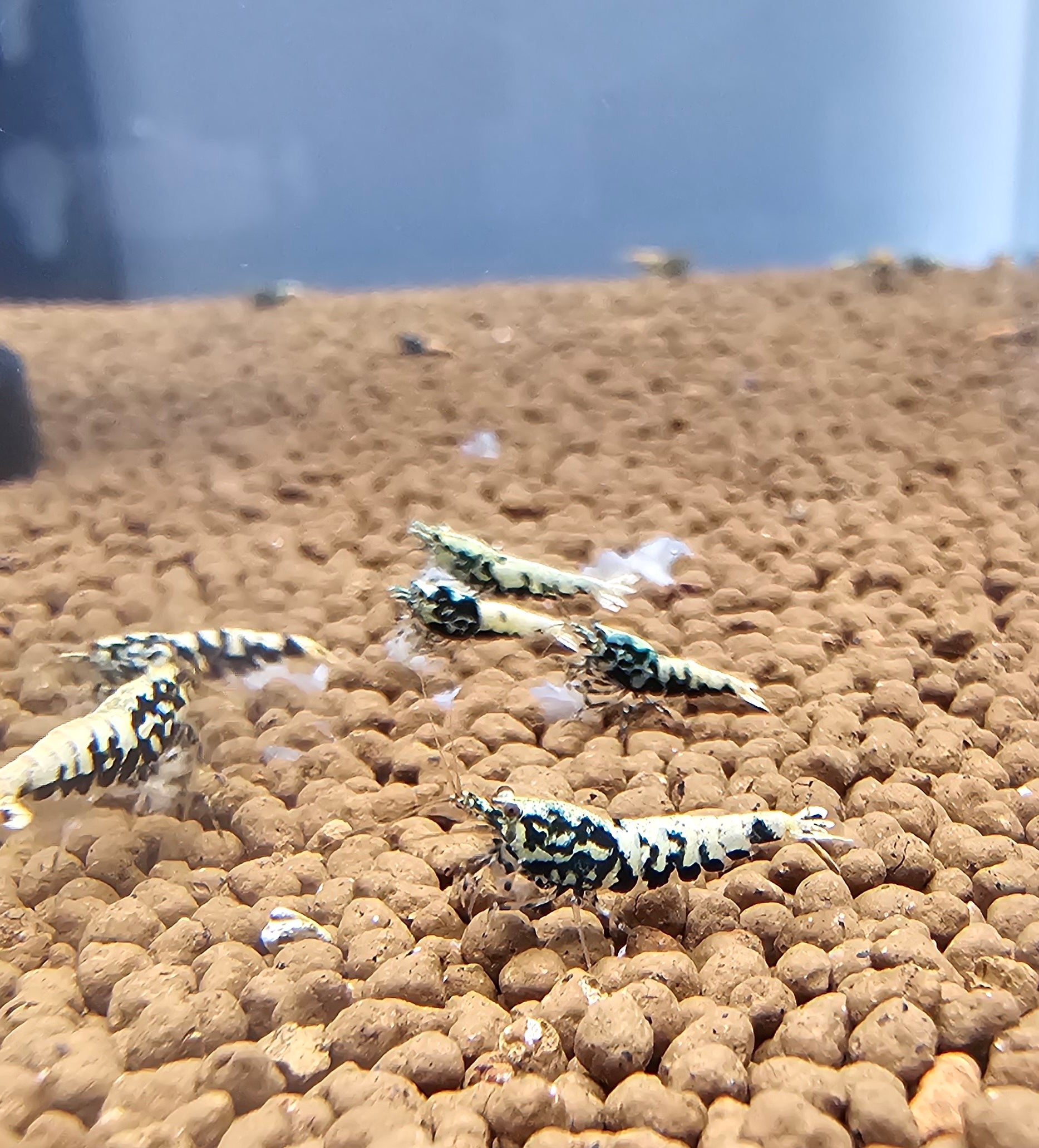 10+1 Boa Caridina (PREORDER)