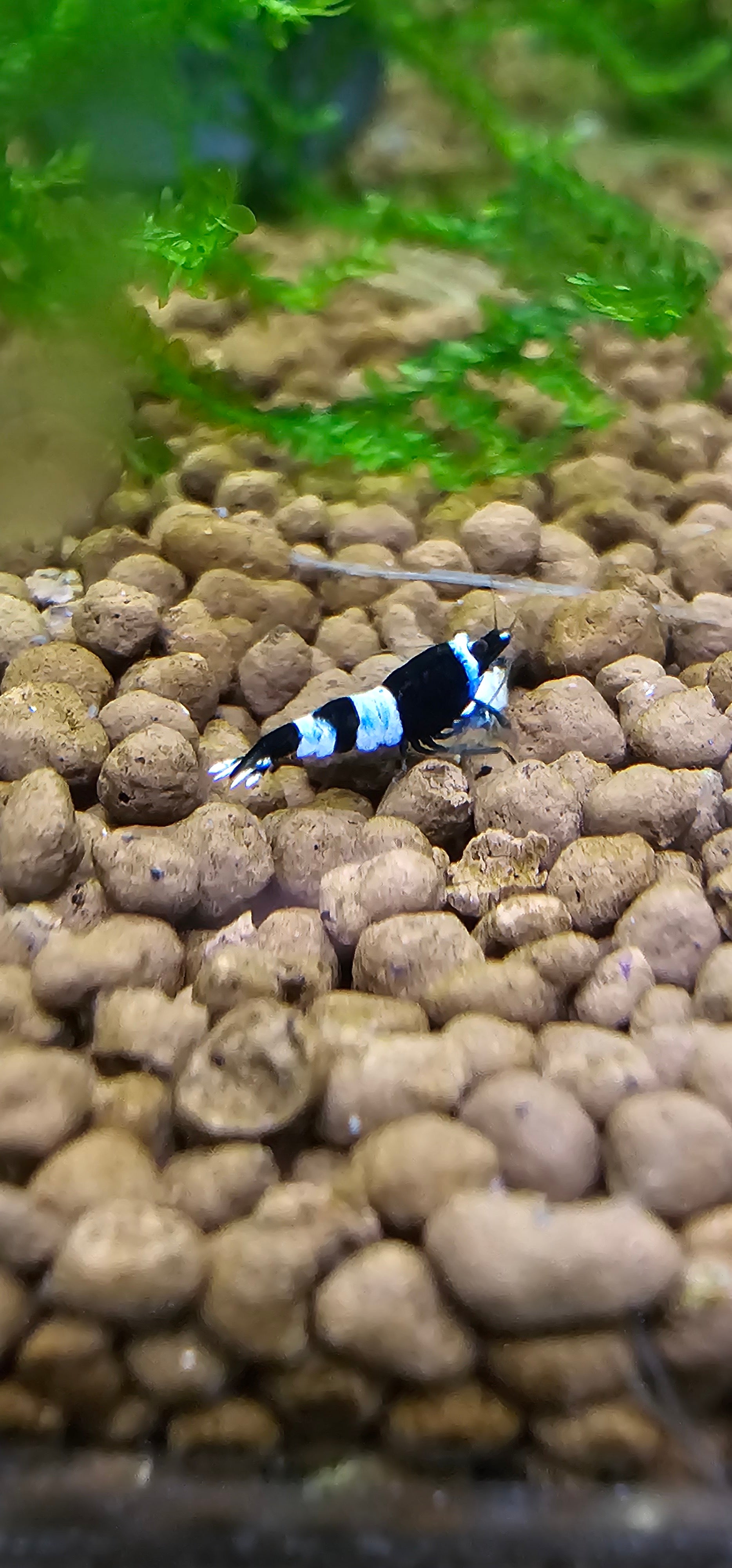Shadow Panda Caridina Shrimp 10+1