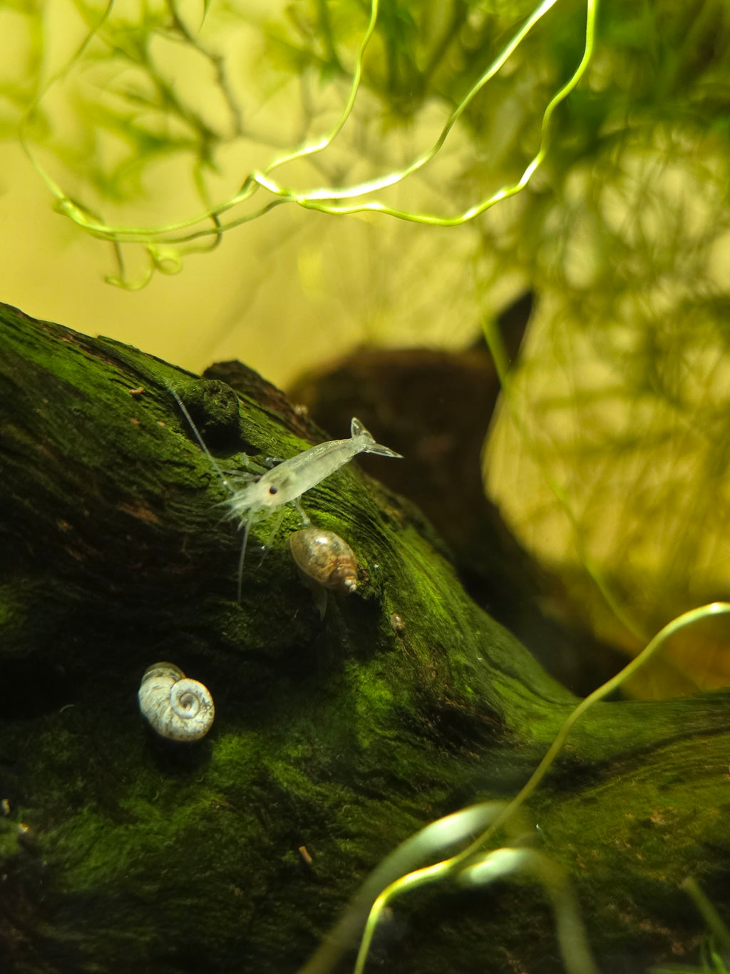 **NEW** Snow White Amano