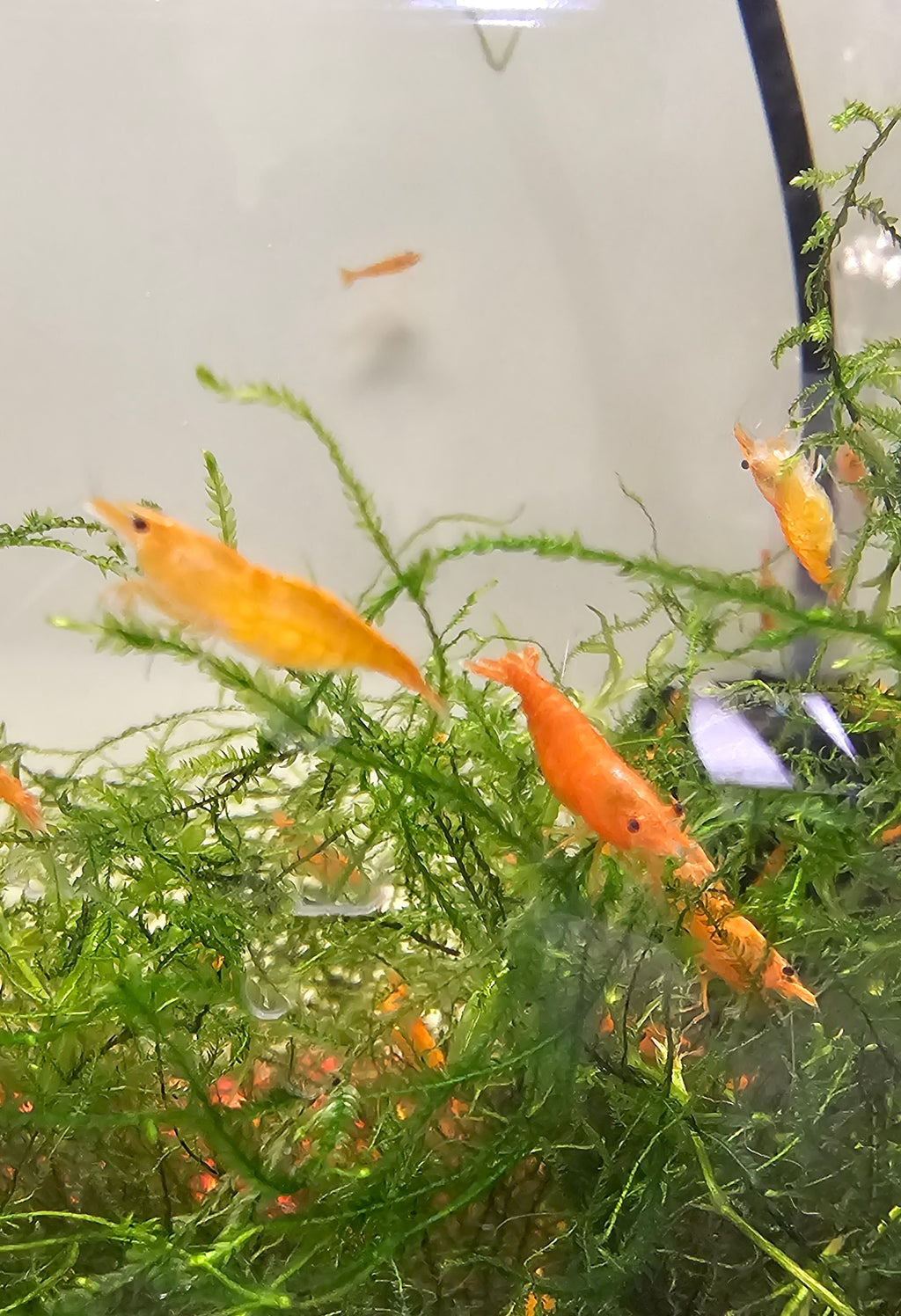 Sunkist Neocaridina Shrimp 20+2