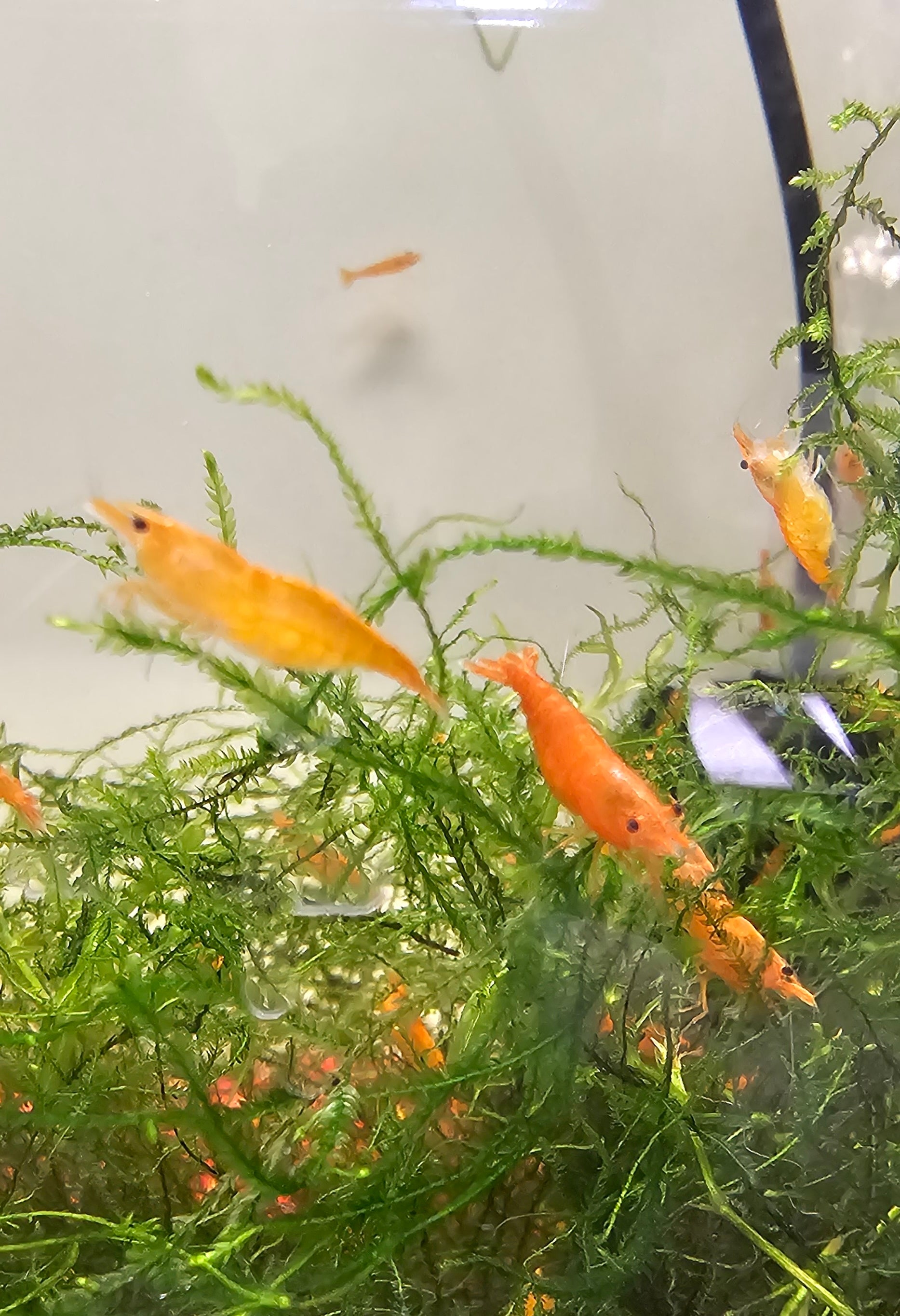 Sunkist Neocaridina Shrimp 20+2