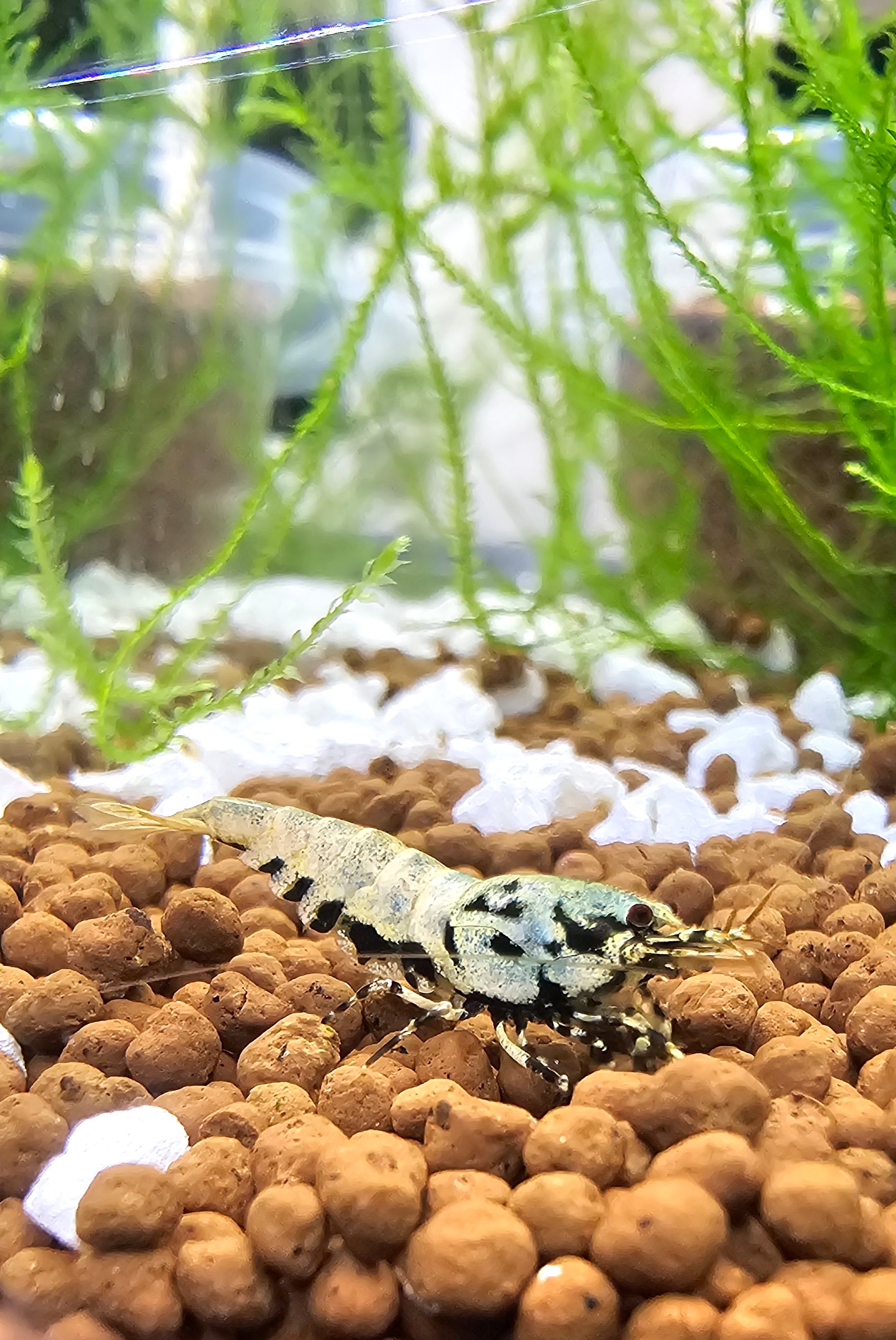 10+1 Boa Caridina (PREORDER)